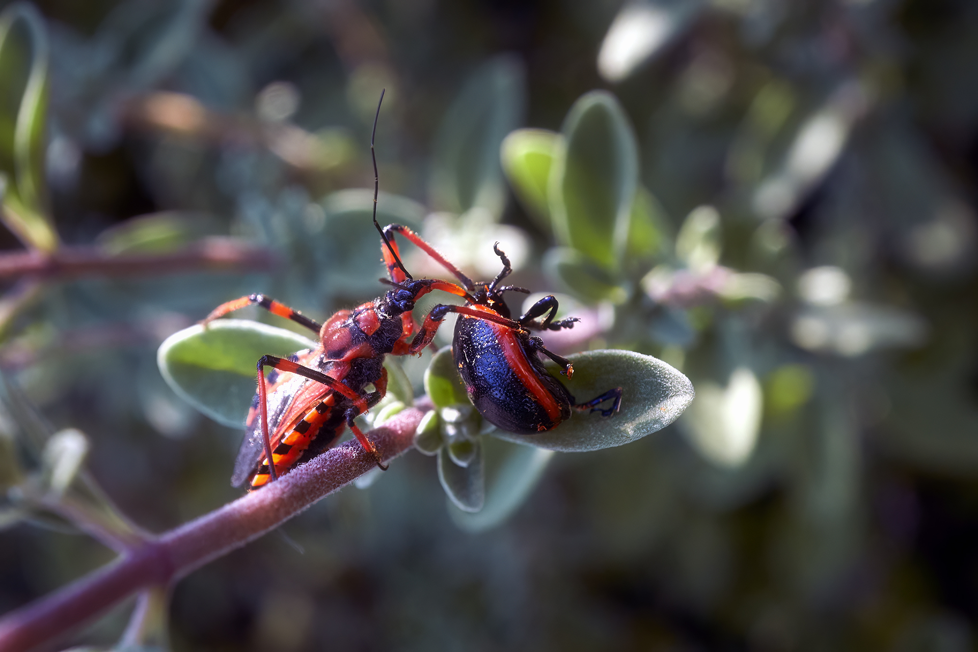Cimice assassina VS Chrysolina rossia - 22.05.23