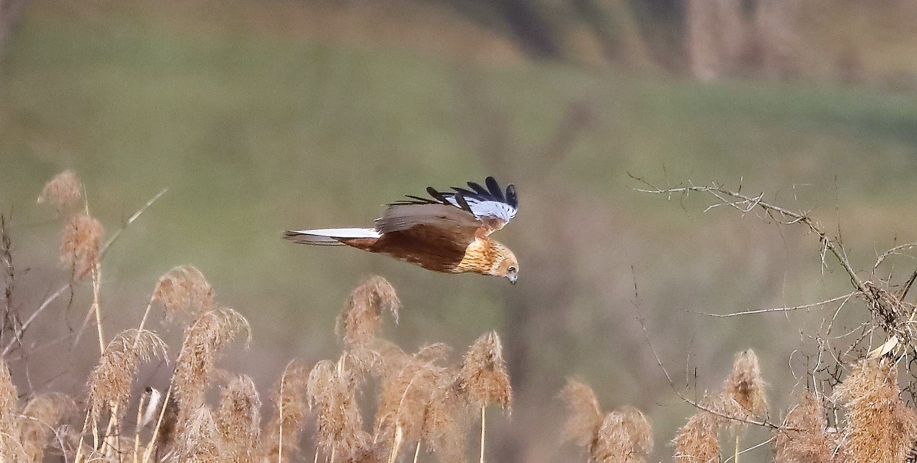 Falco di palude 03-02-2023