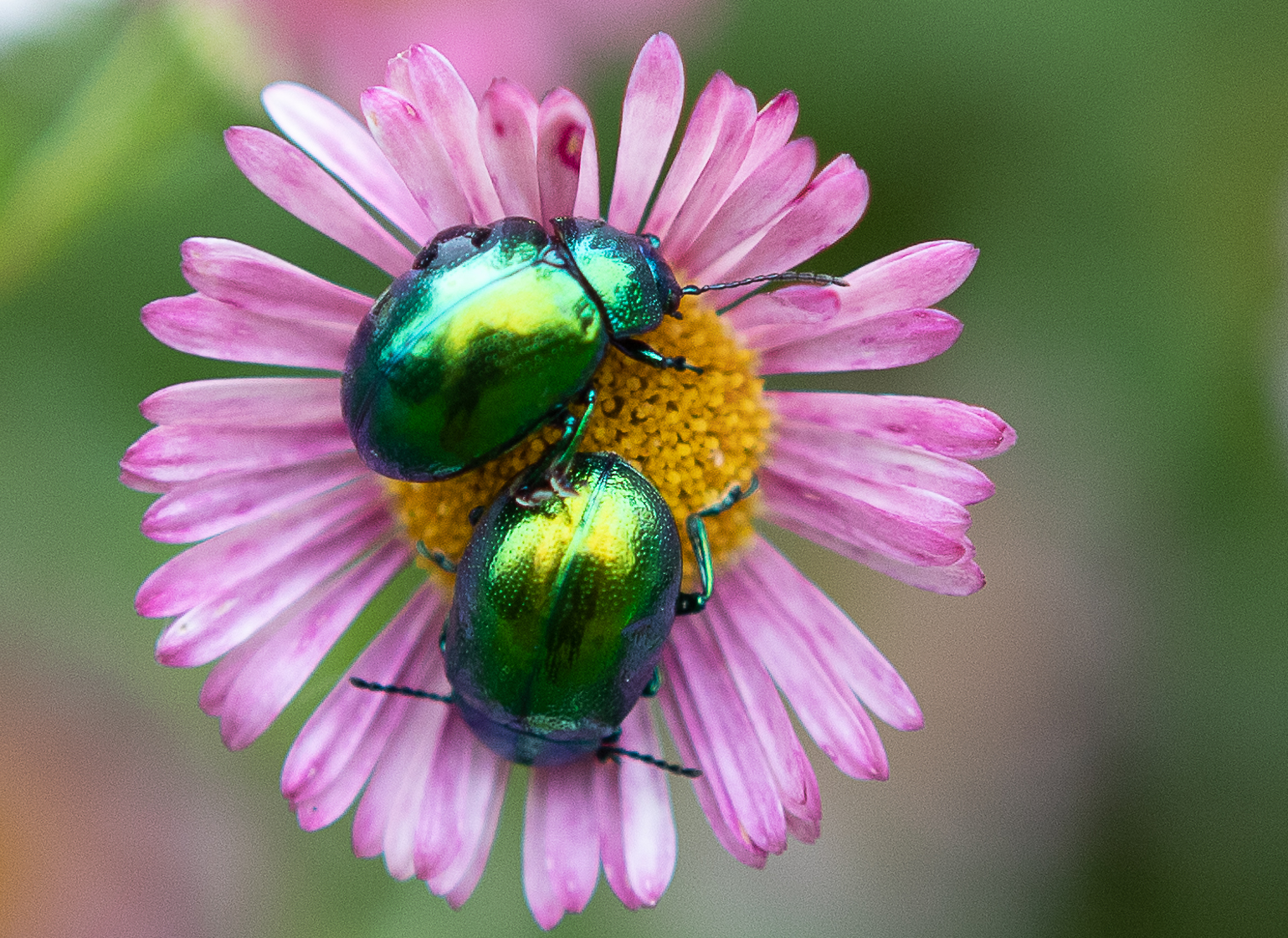 Un Fiore per 2