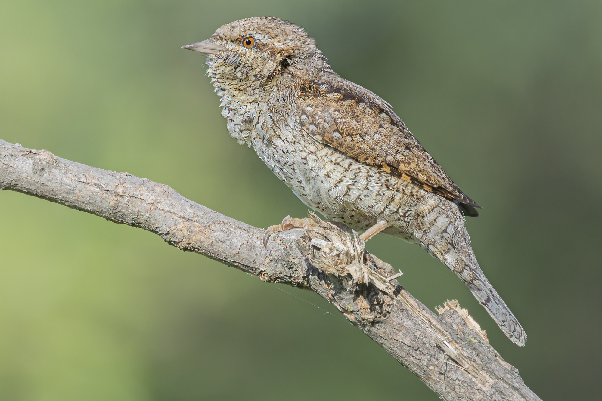 torcicollo gonfia piume