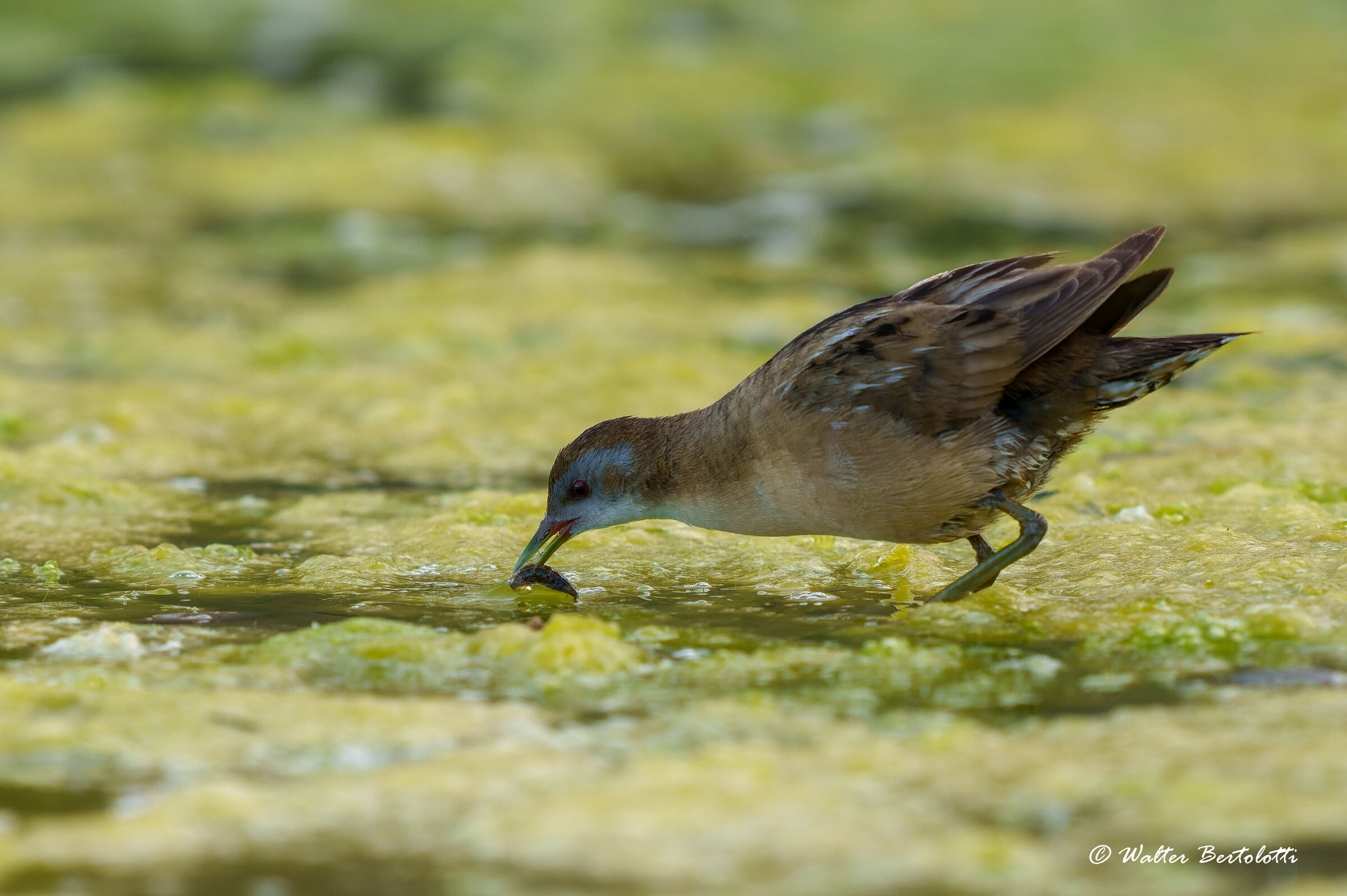 little crake
