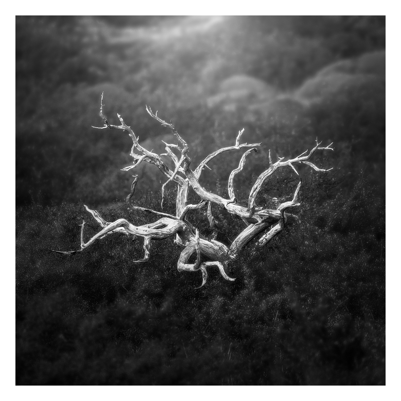 La valle dei superstiti Torre del Paine