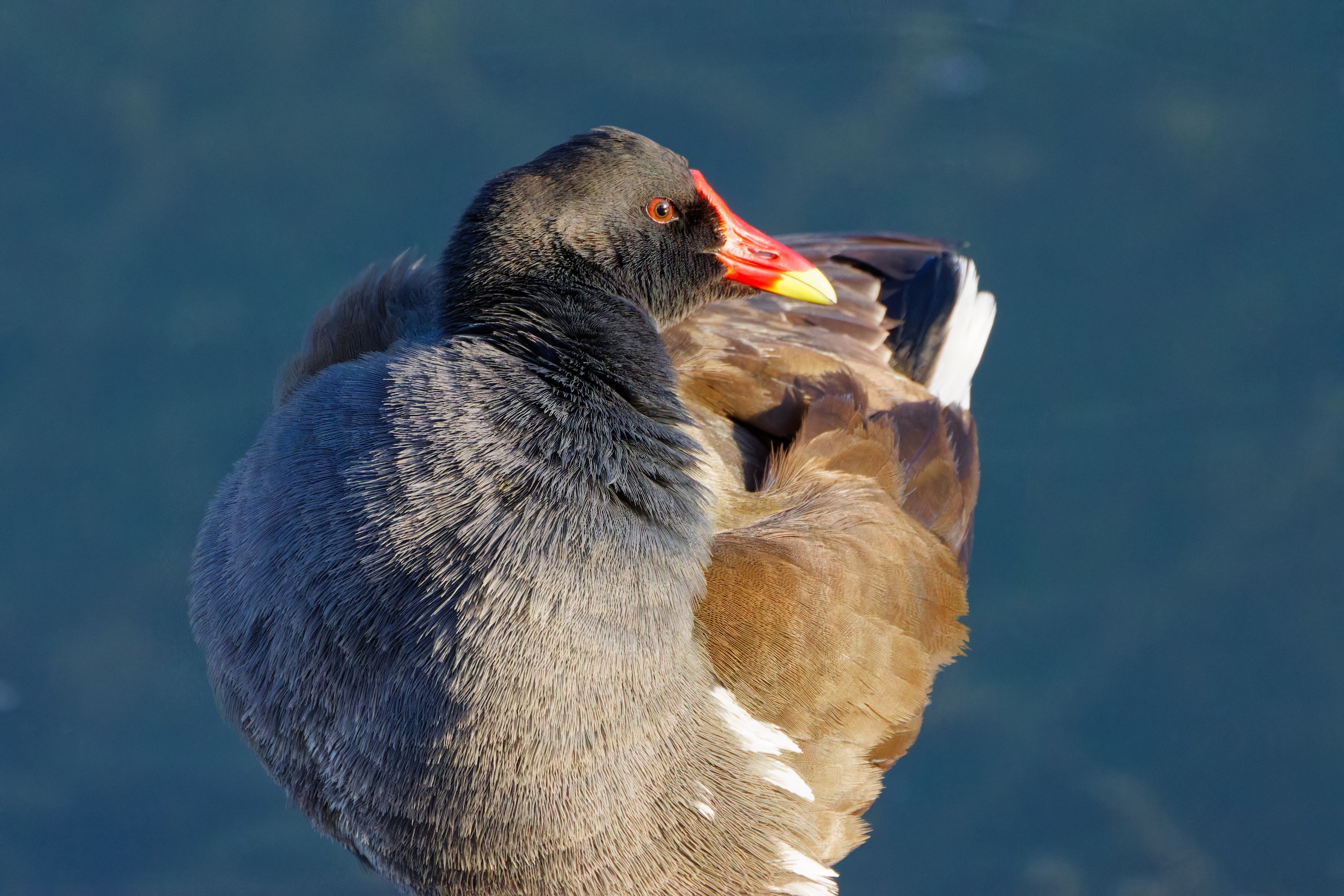 Moorhen