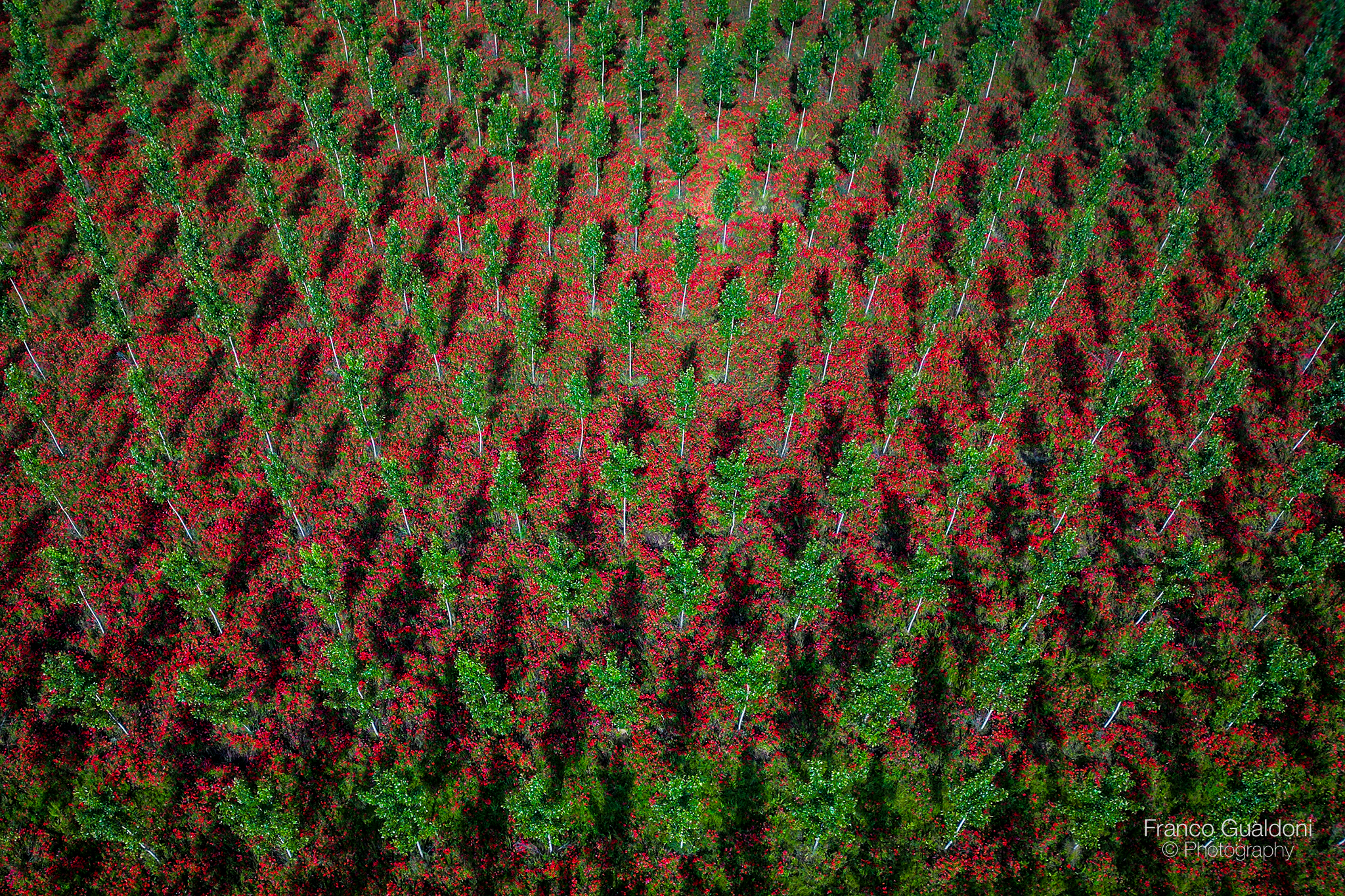 Pioppi e papaveri...