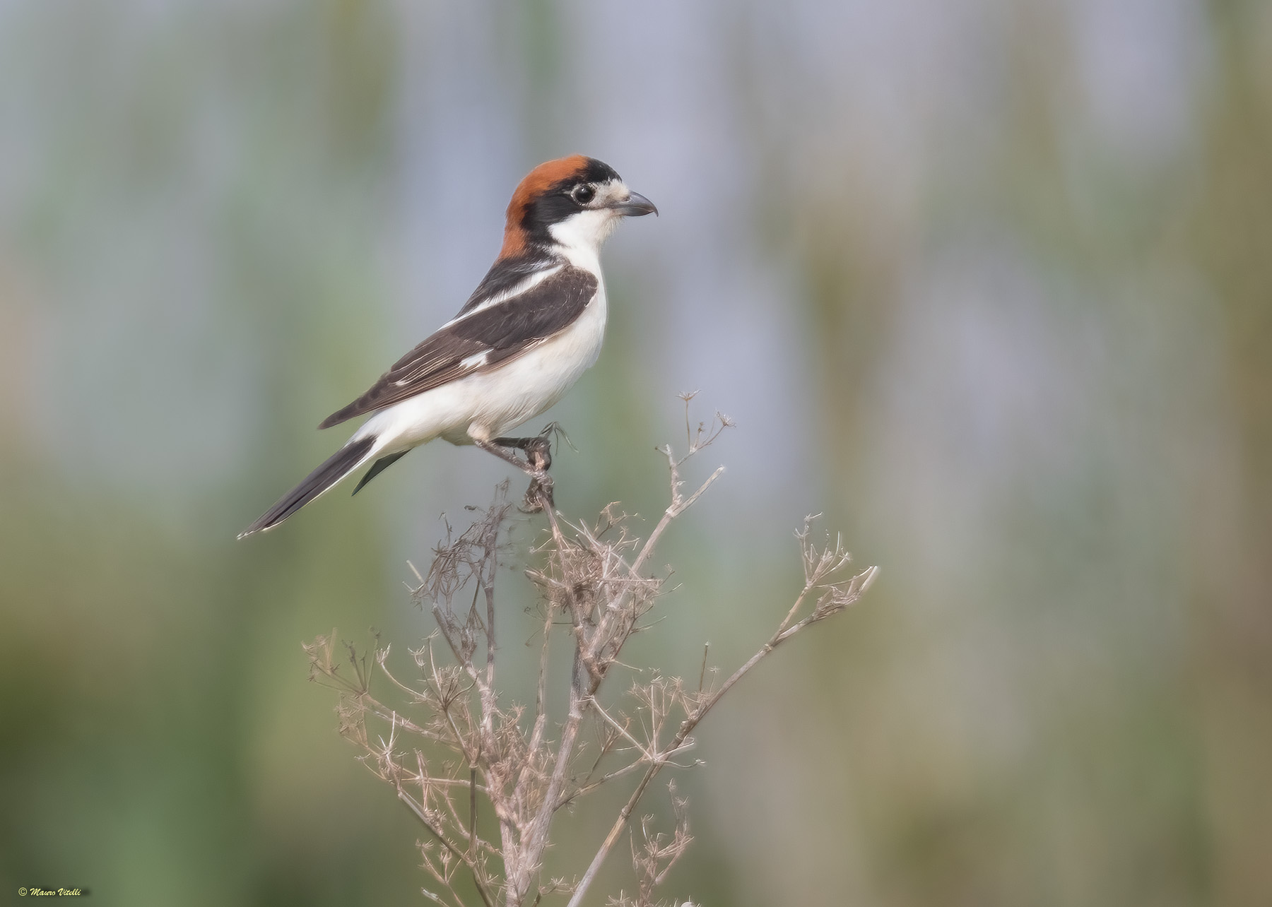 Red-headed Shrike (Lanius senator)