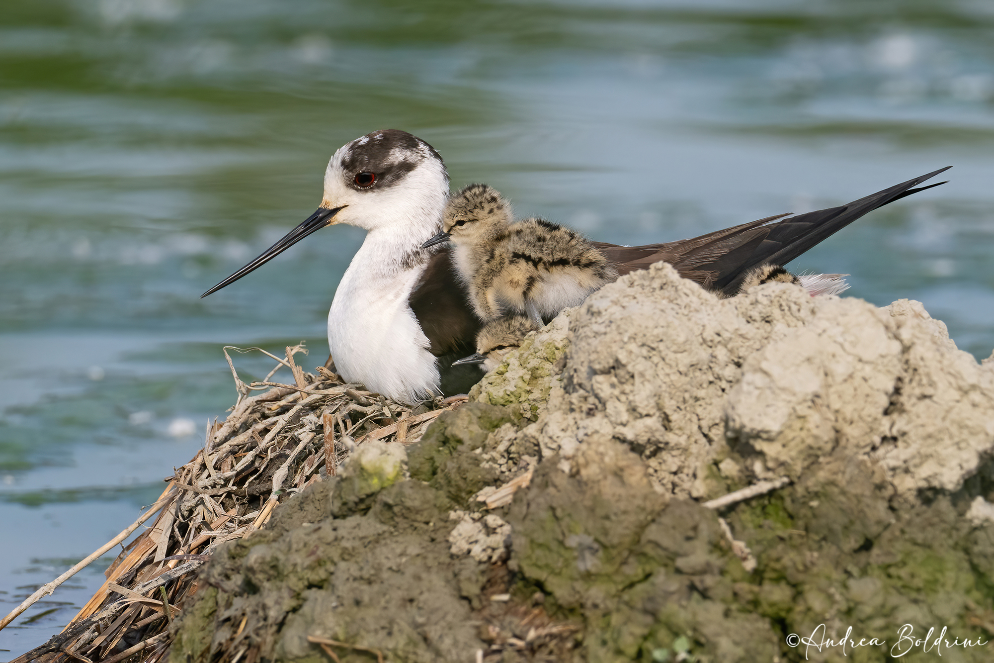 La famiglia si allarga