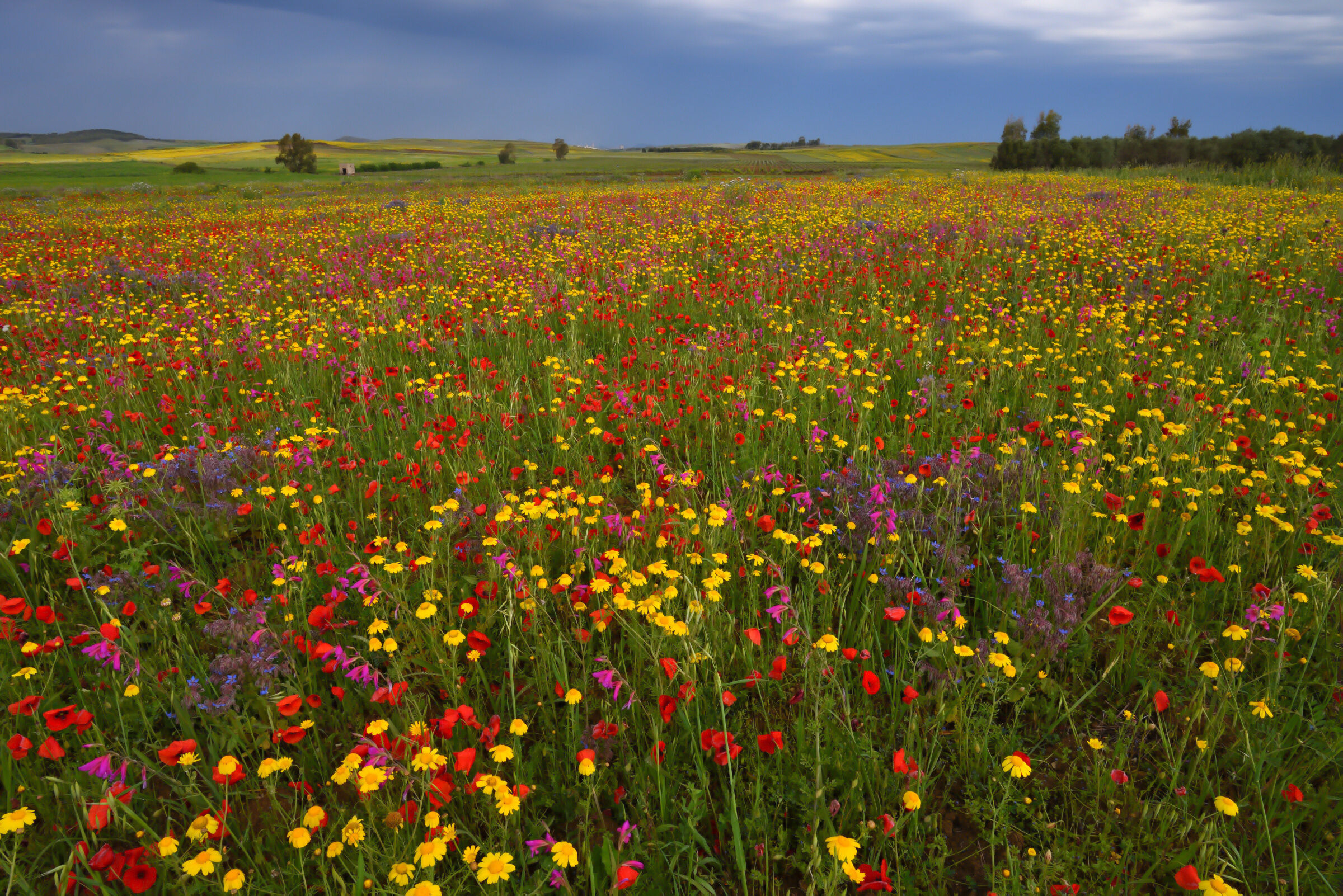 Meravigliosa primavera