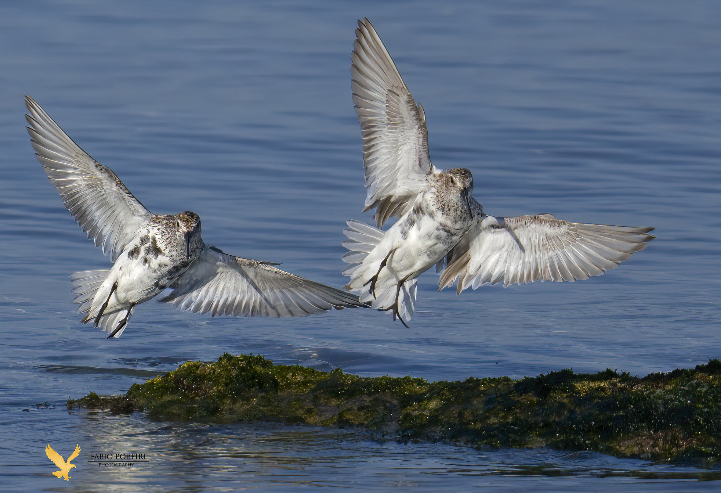 piovanelli pancianera...