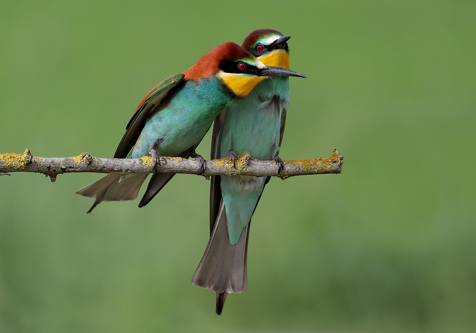 bee-eater.