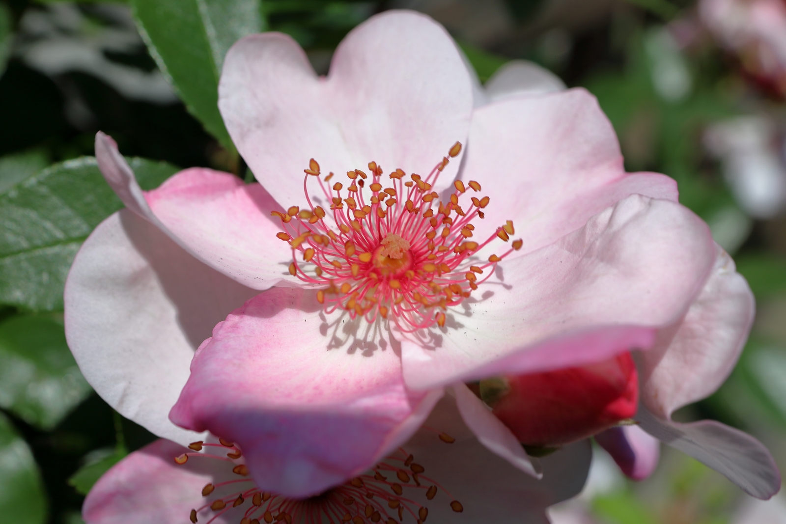 Rosa di San Giovanni