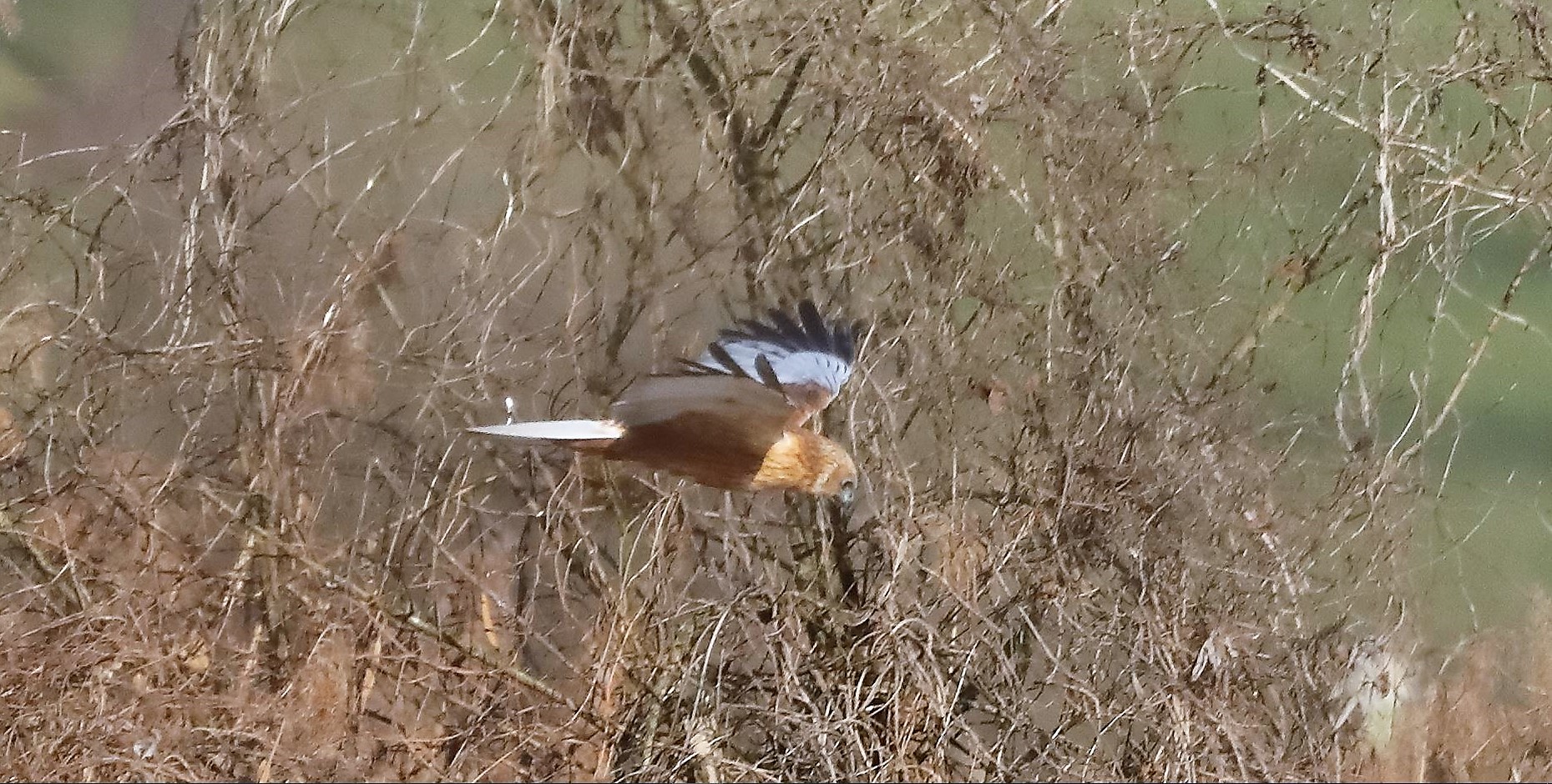 Falco di palude 03-02-2023