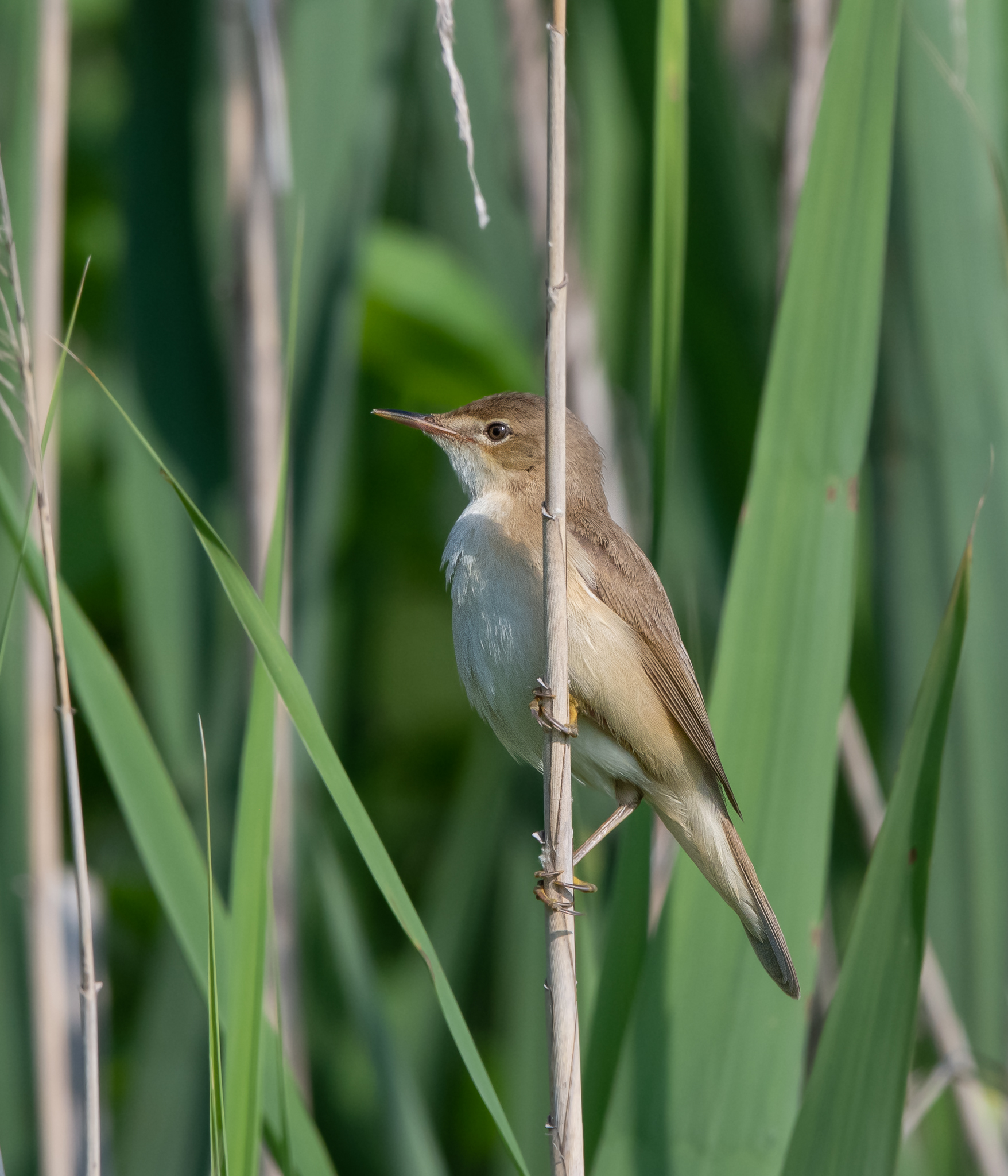 Cannaiola, tra canne e steli.