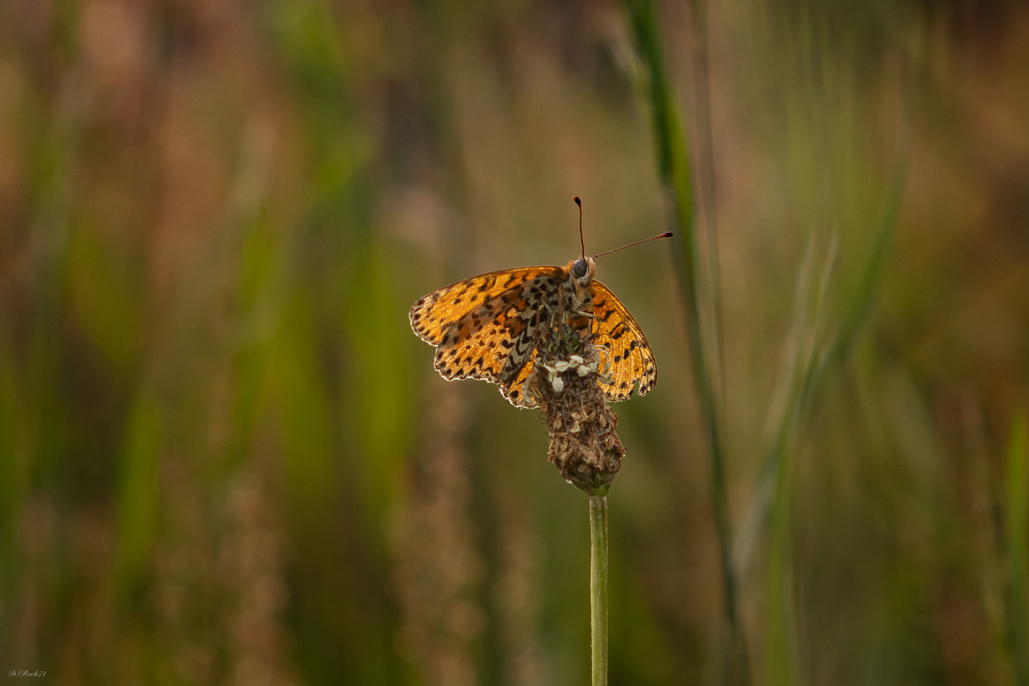 a butterfly a day .....