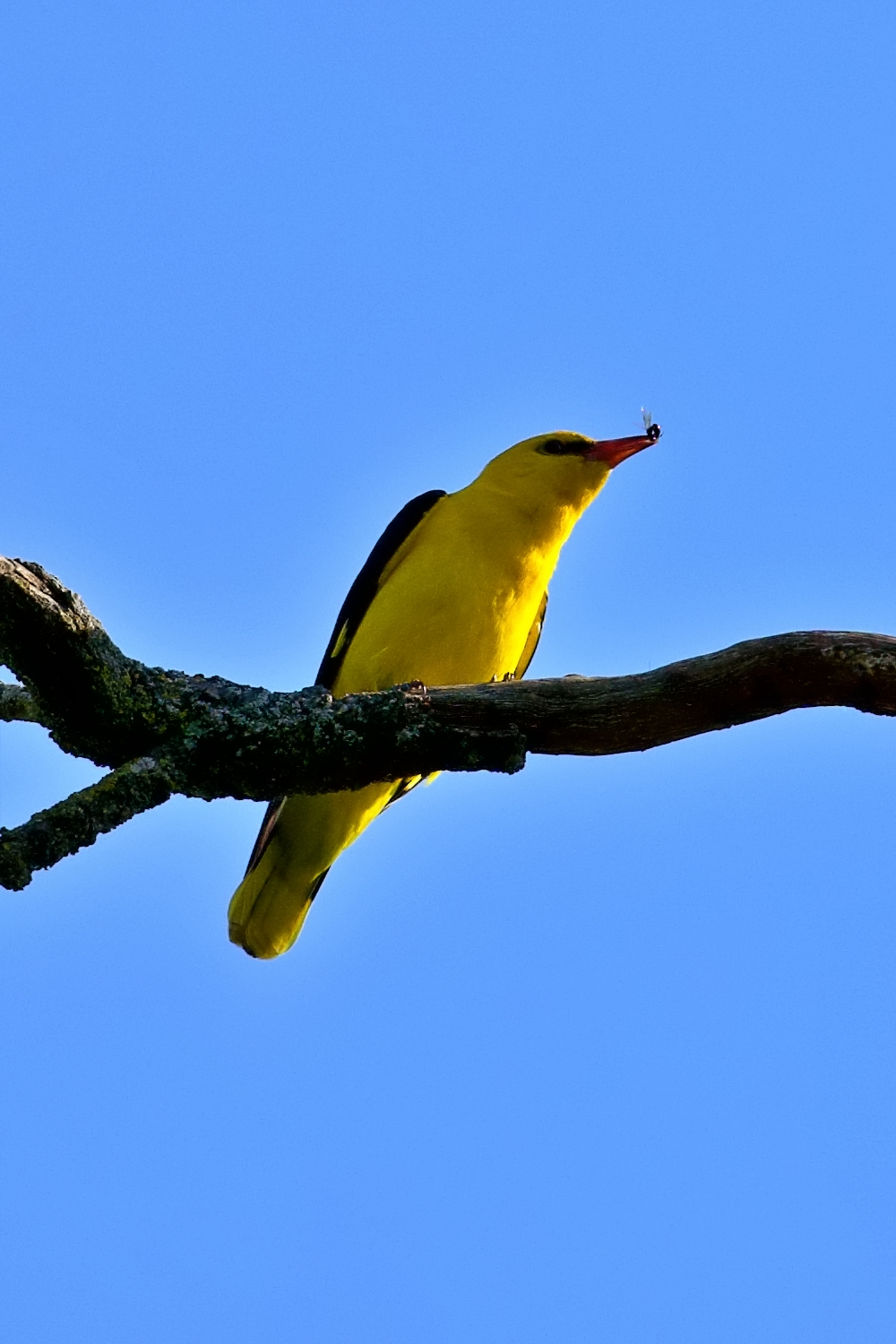 Oriole (male)