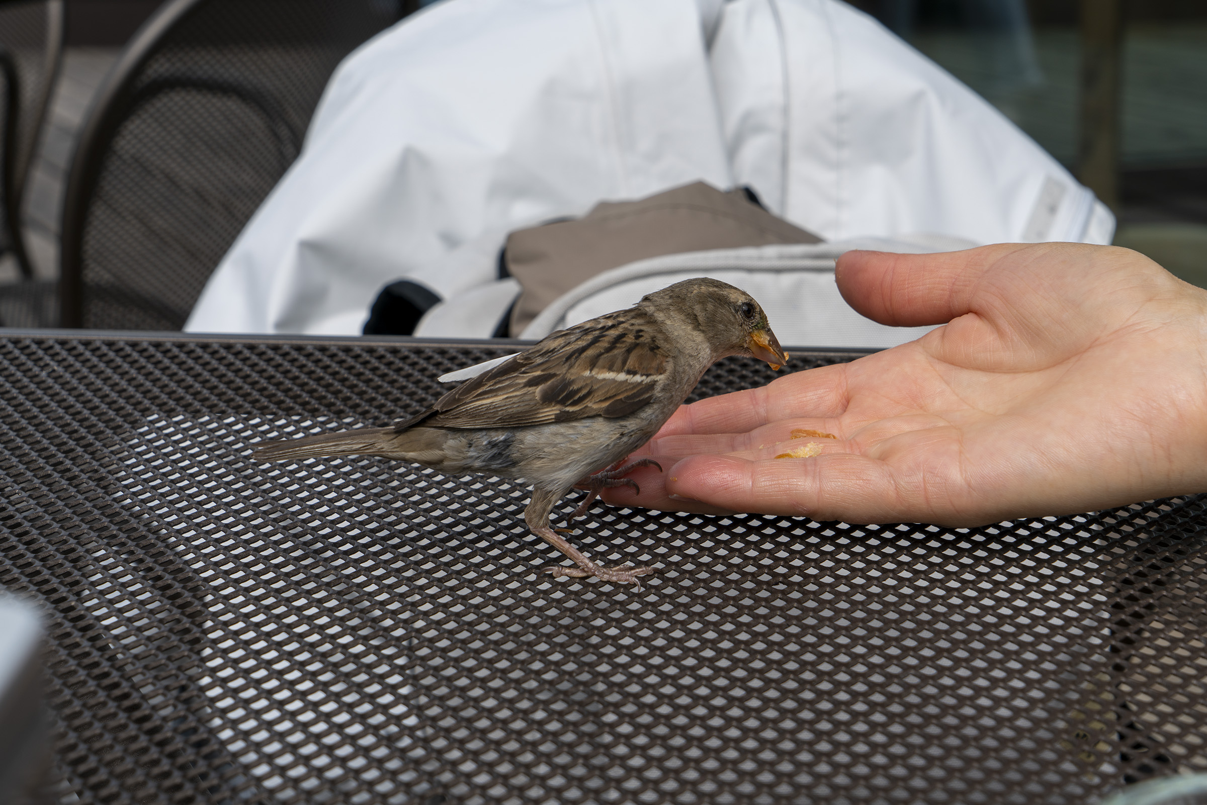 Sparrow at breakfast