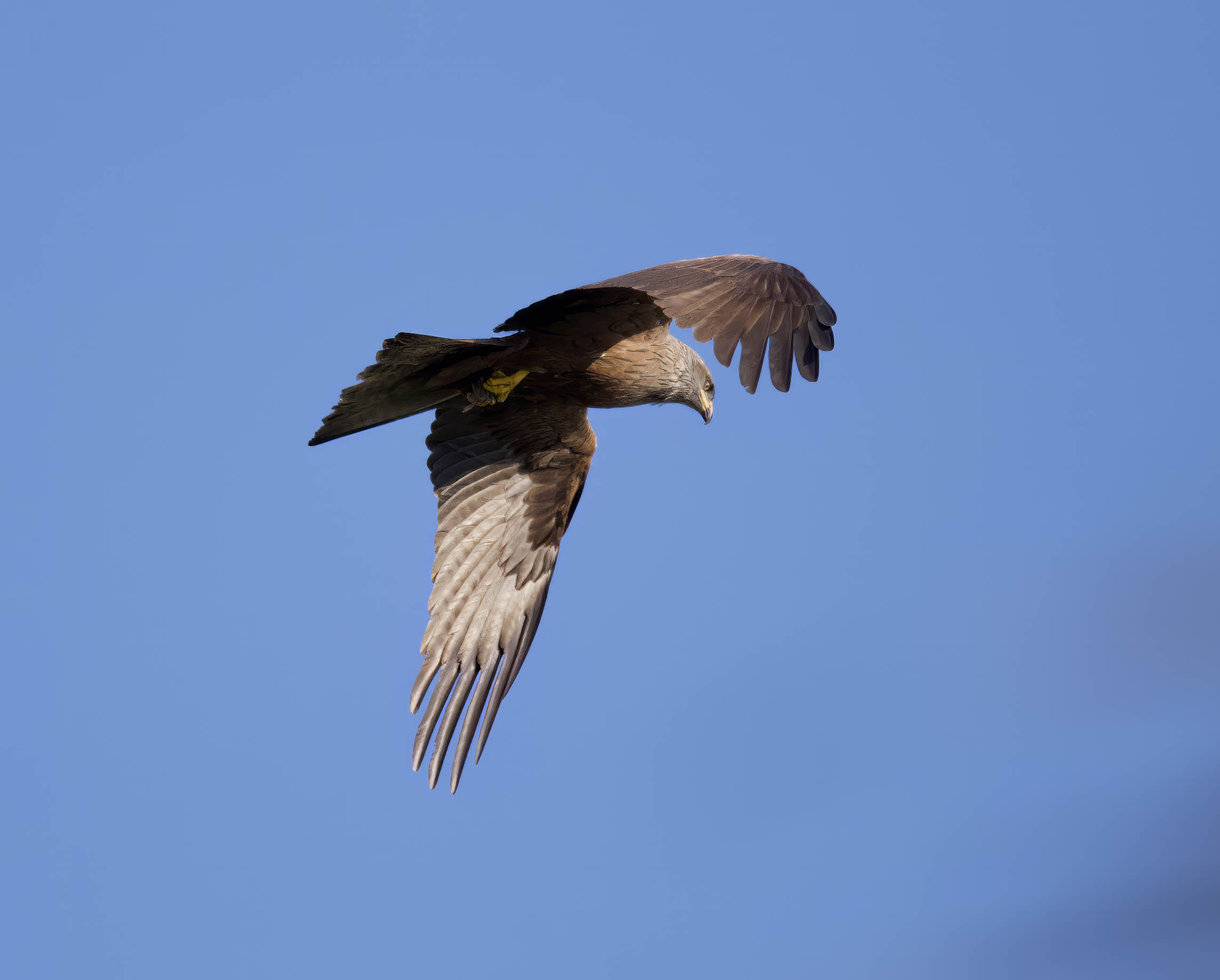 Black kite