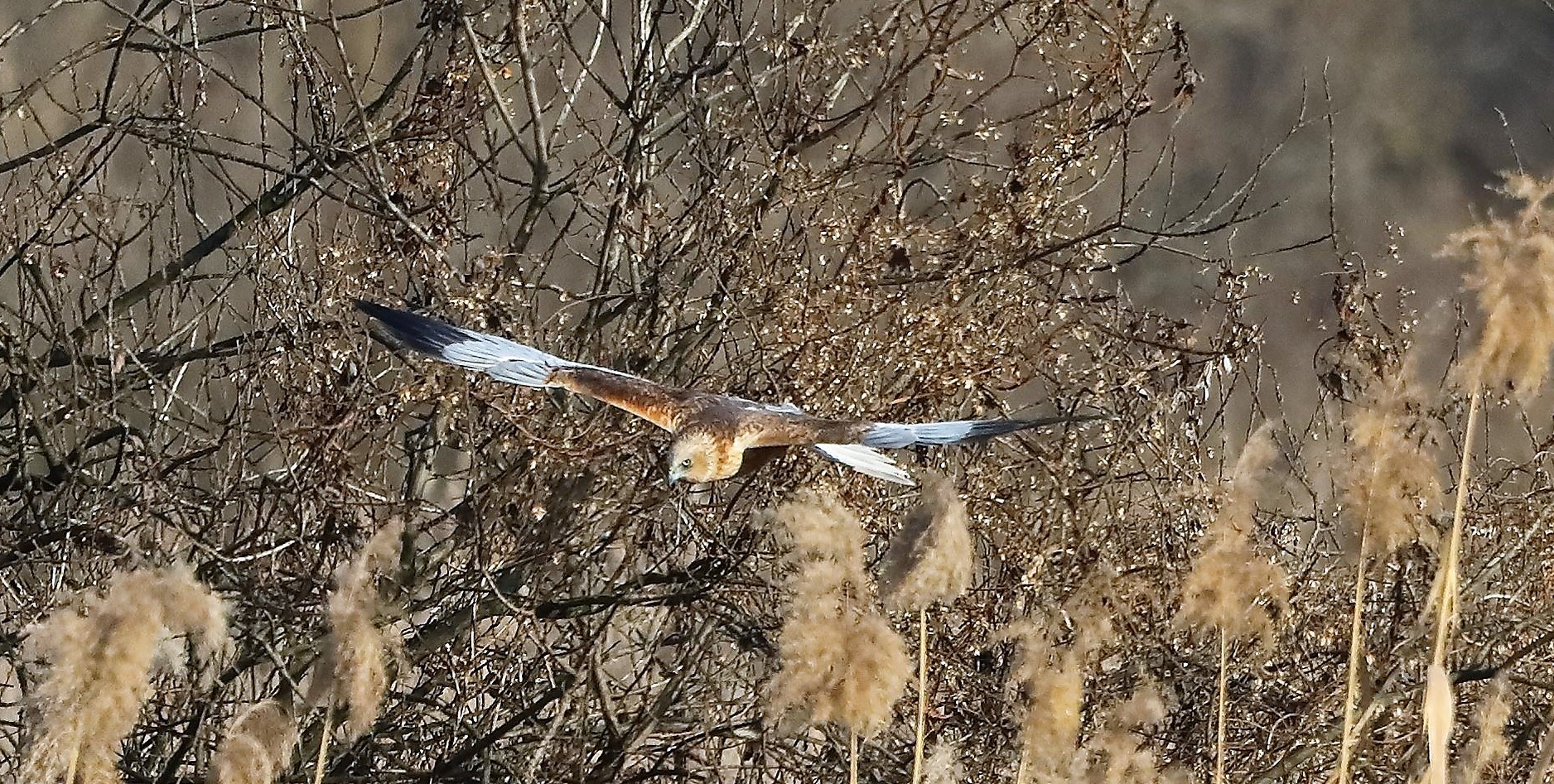 Falco di palude 03-02-2023