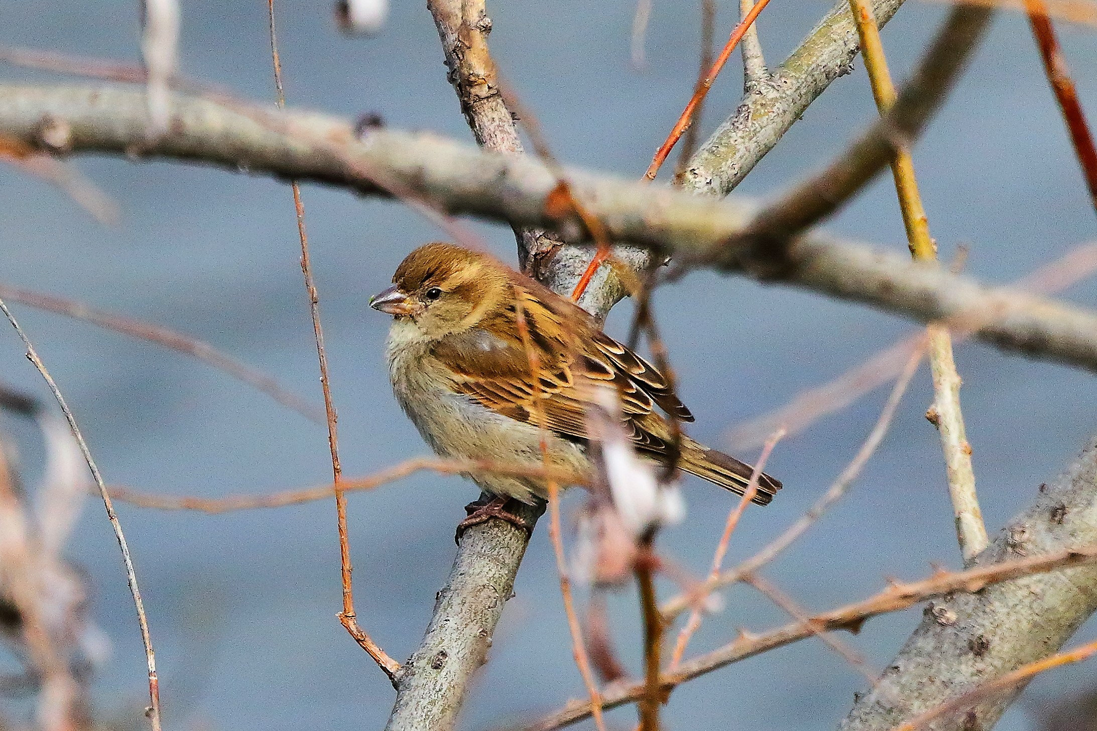 Passero 28 febbraio 2023