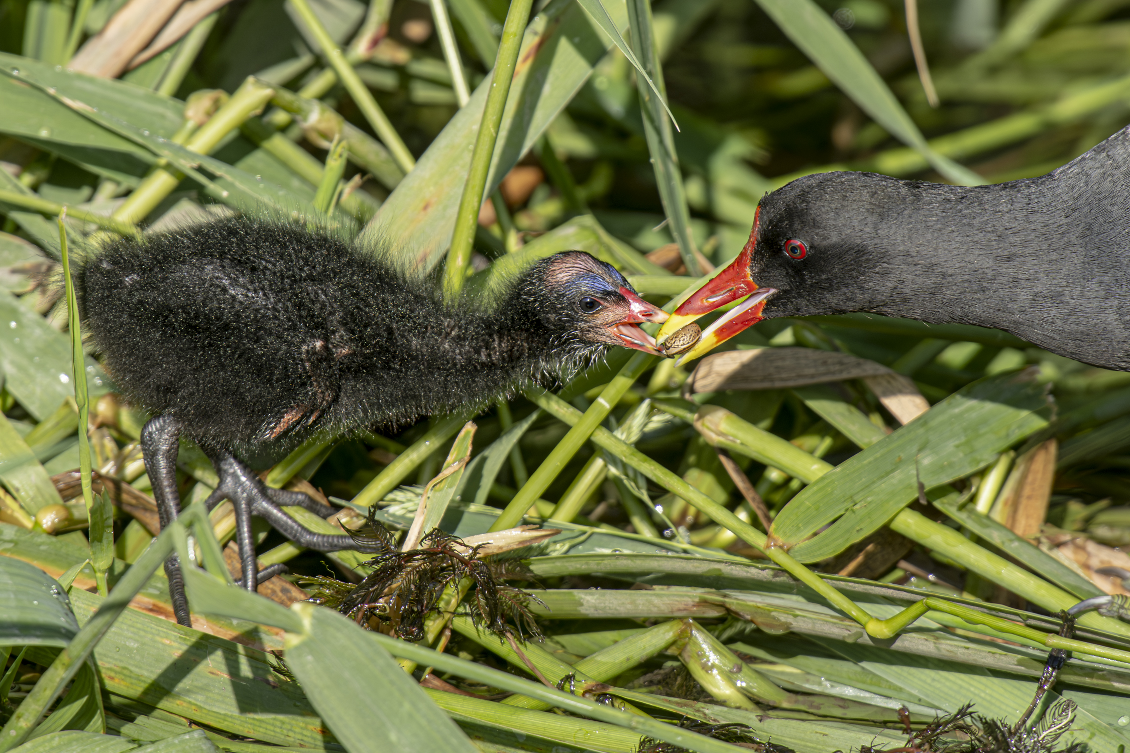 Moorhen with chick