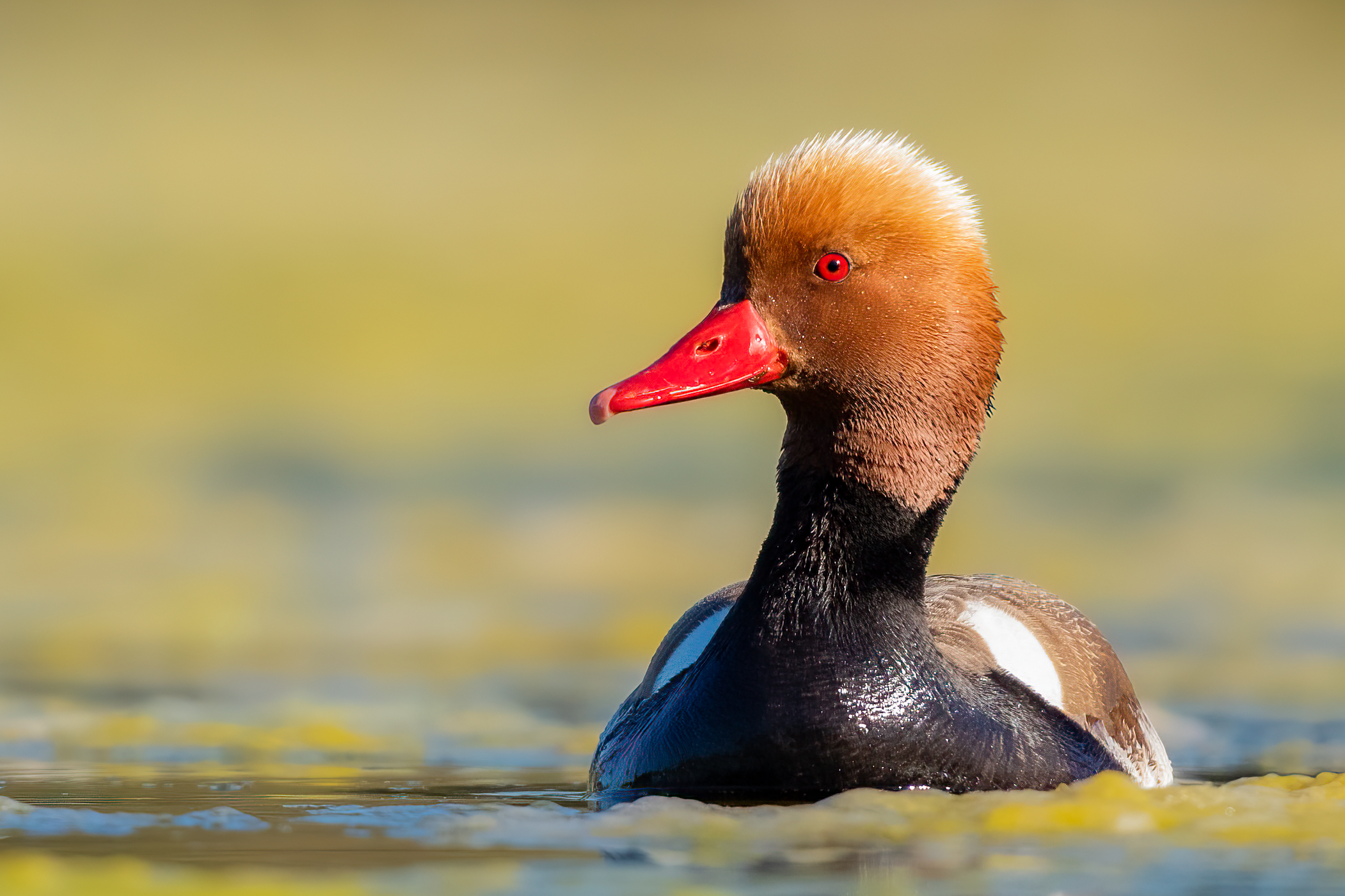 Fistione turco (Netta rufina)