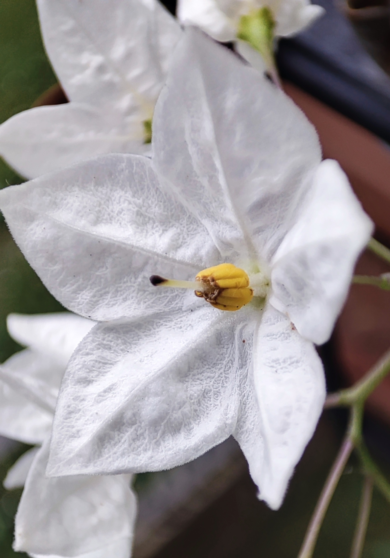 Fiore