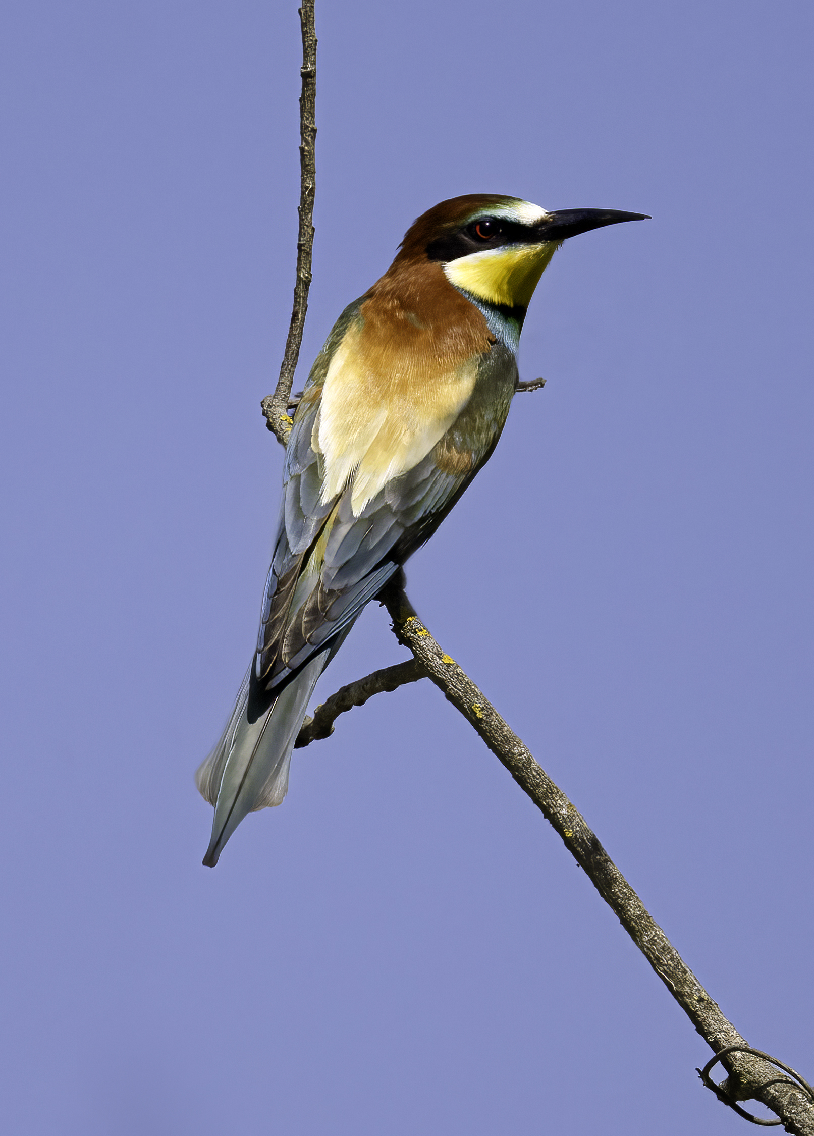 Bee-eater