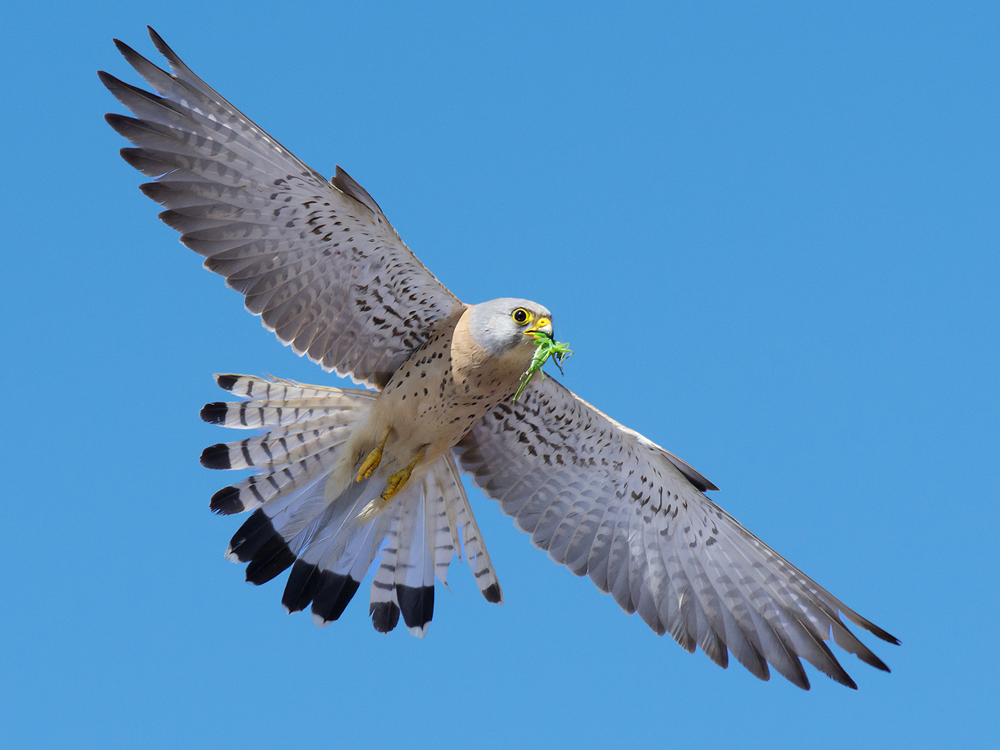 Grillaio (maschio) con preda