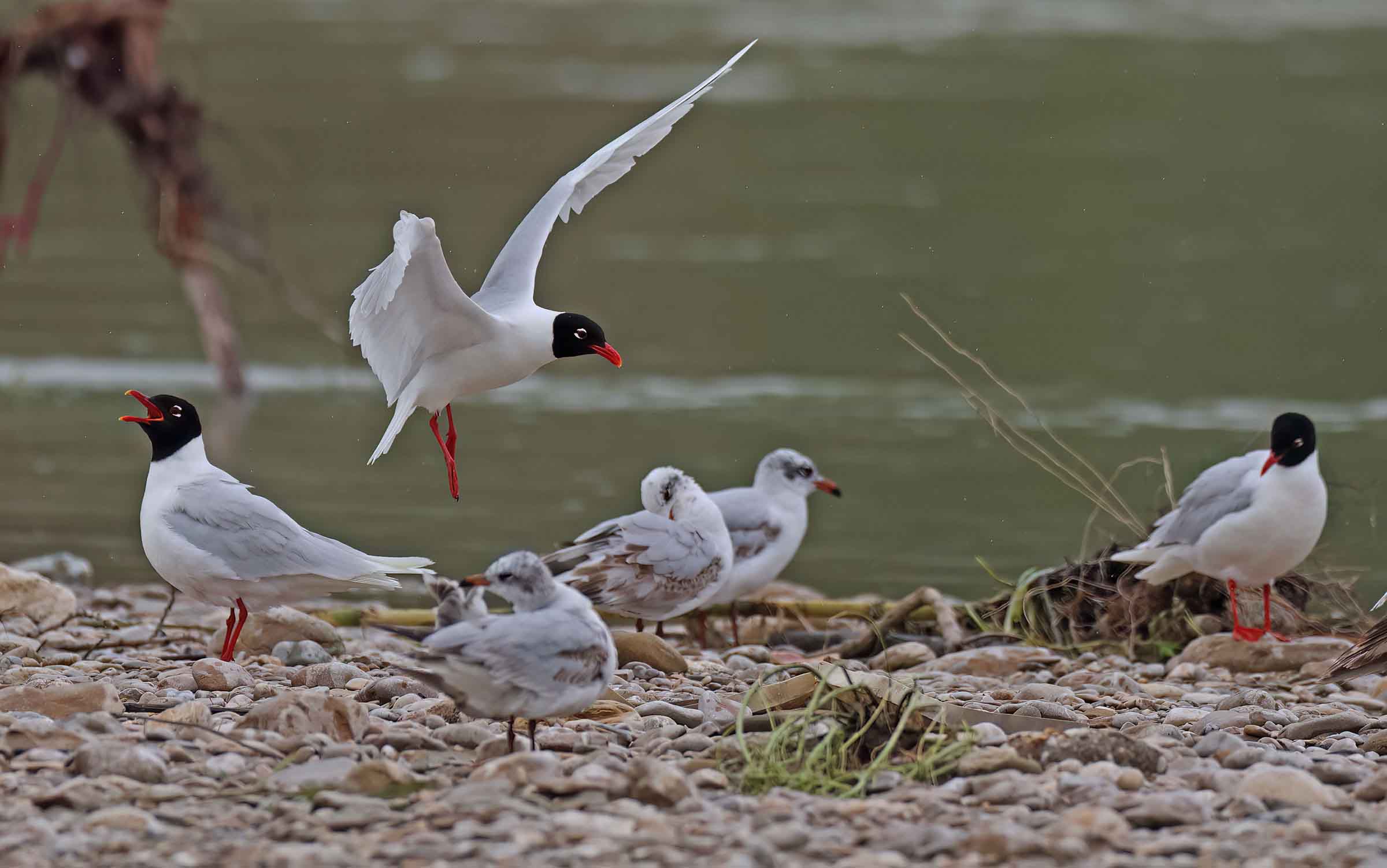 Landing between conspecifics