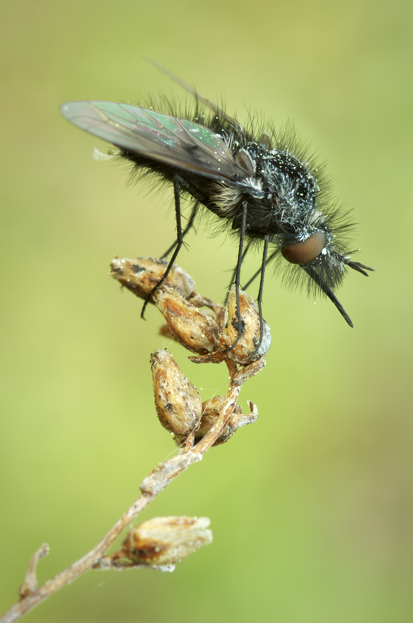 Bombylella atra