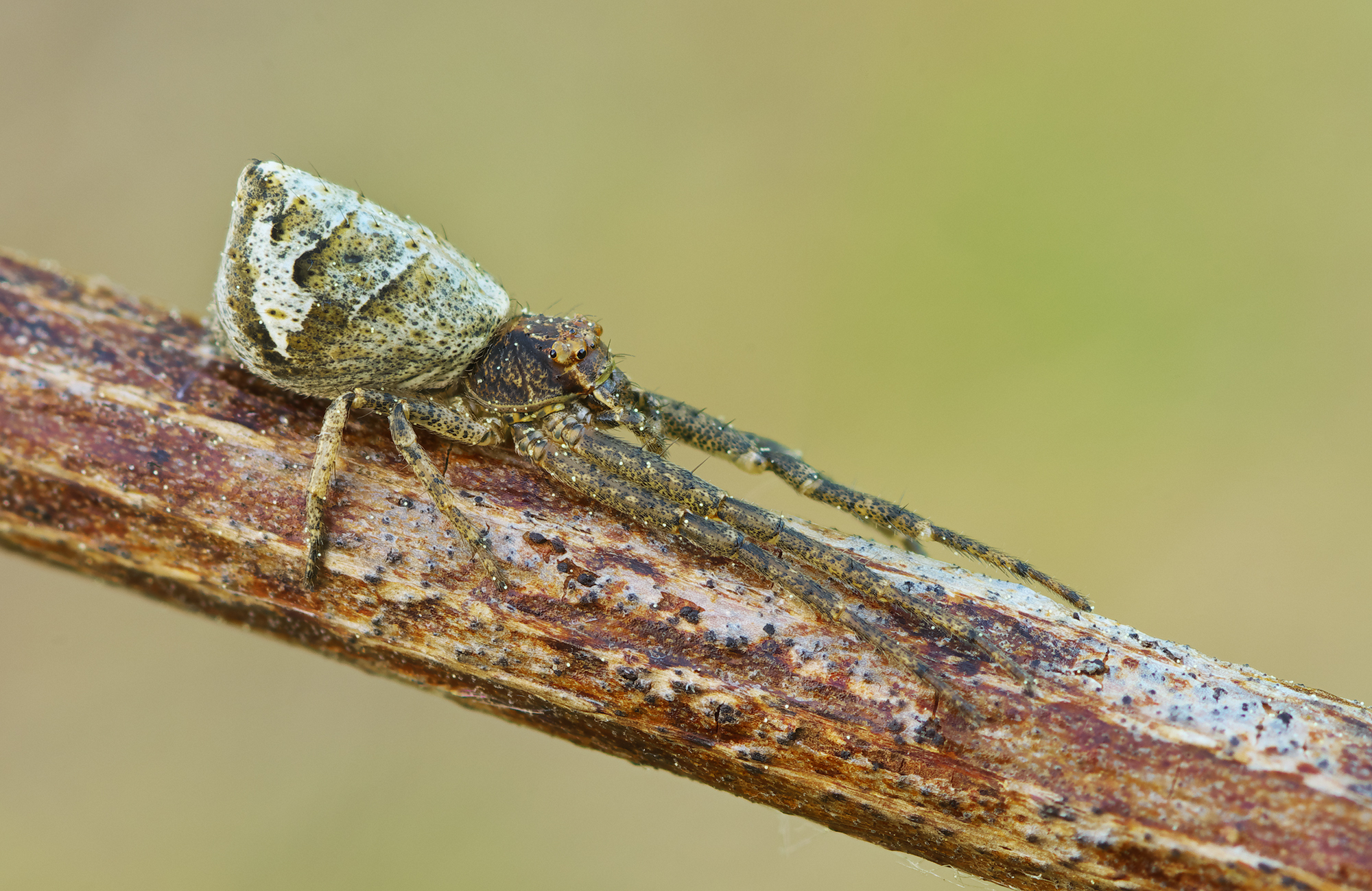 Tmarus piger