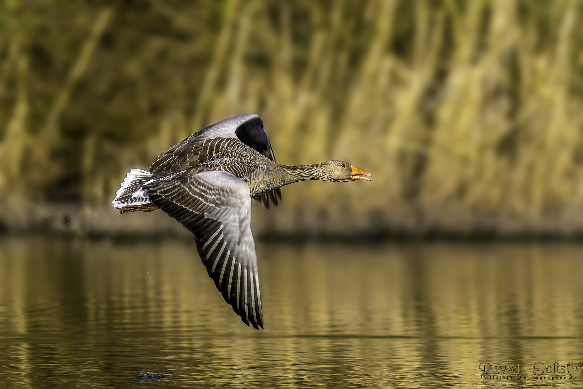 Oca grigia (Anser anser)