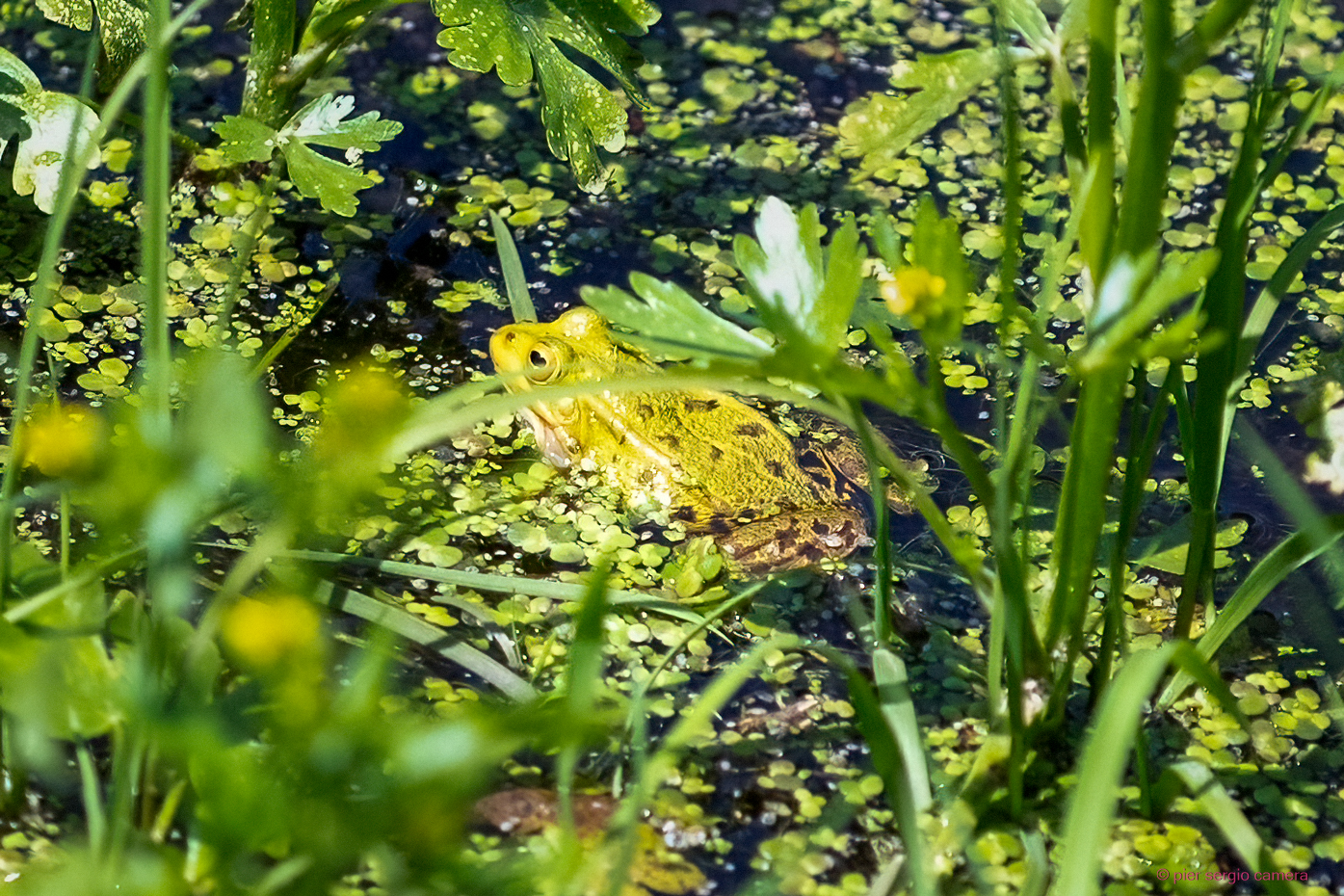 The art of camouflage