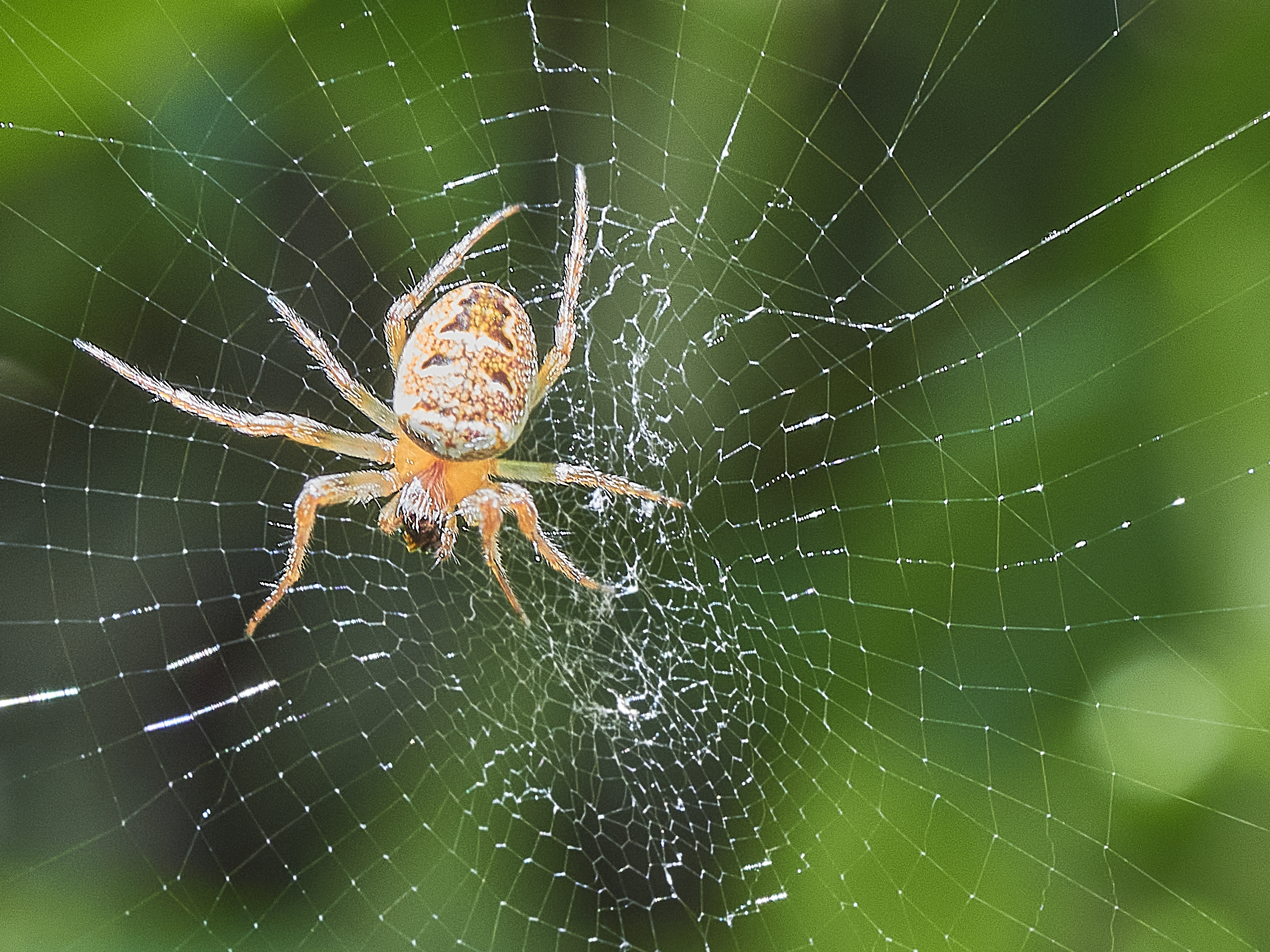 Il ragno e la sua tela