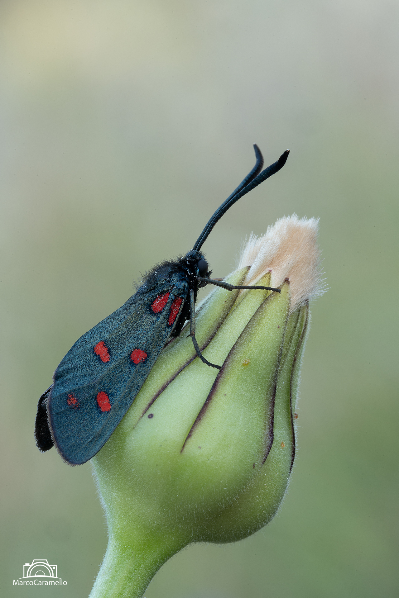 Zygaena