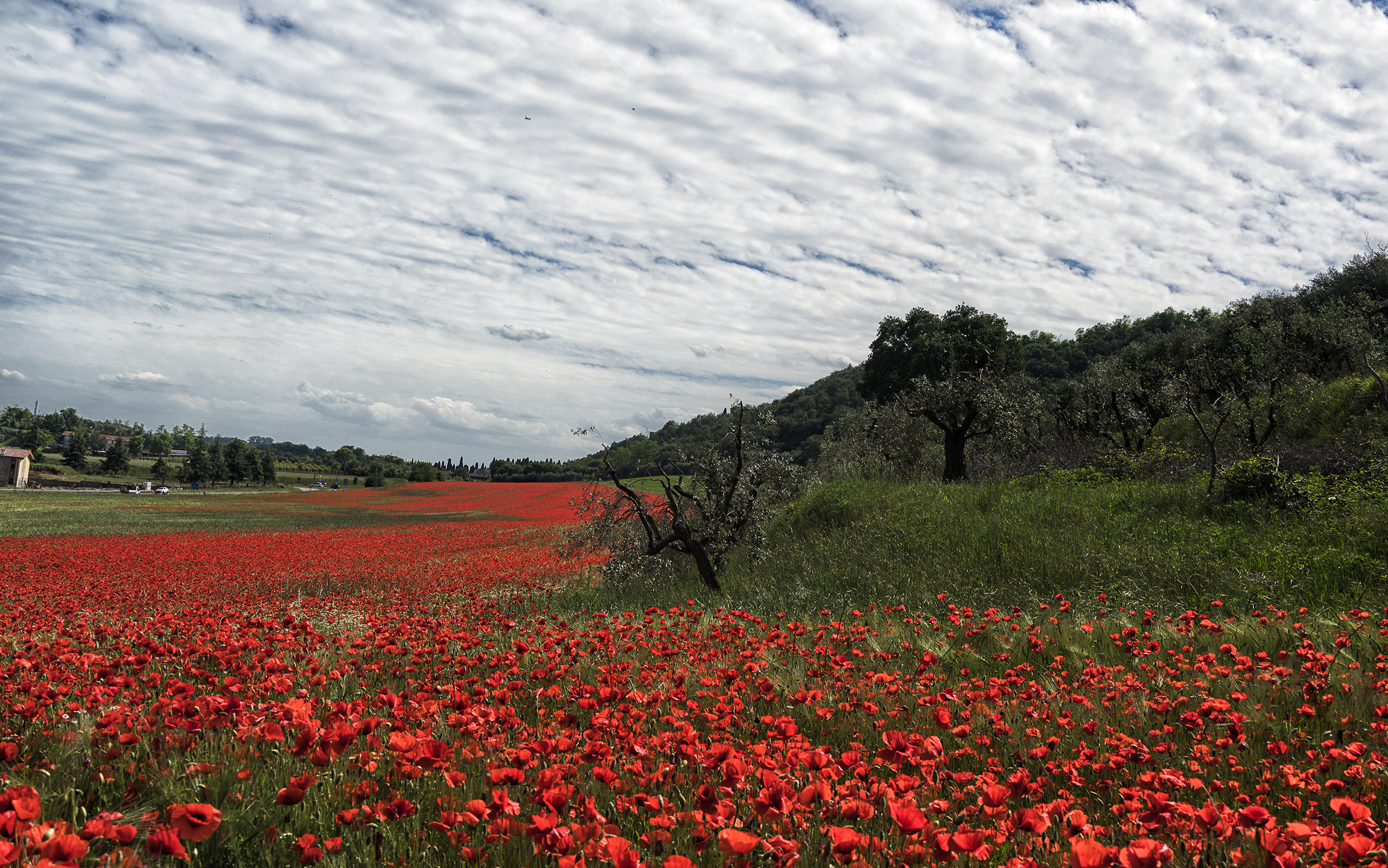 A river of red flowers