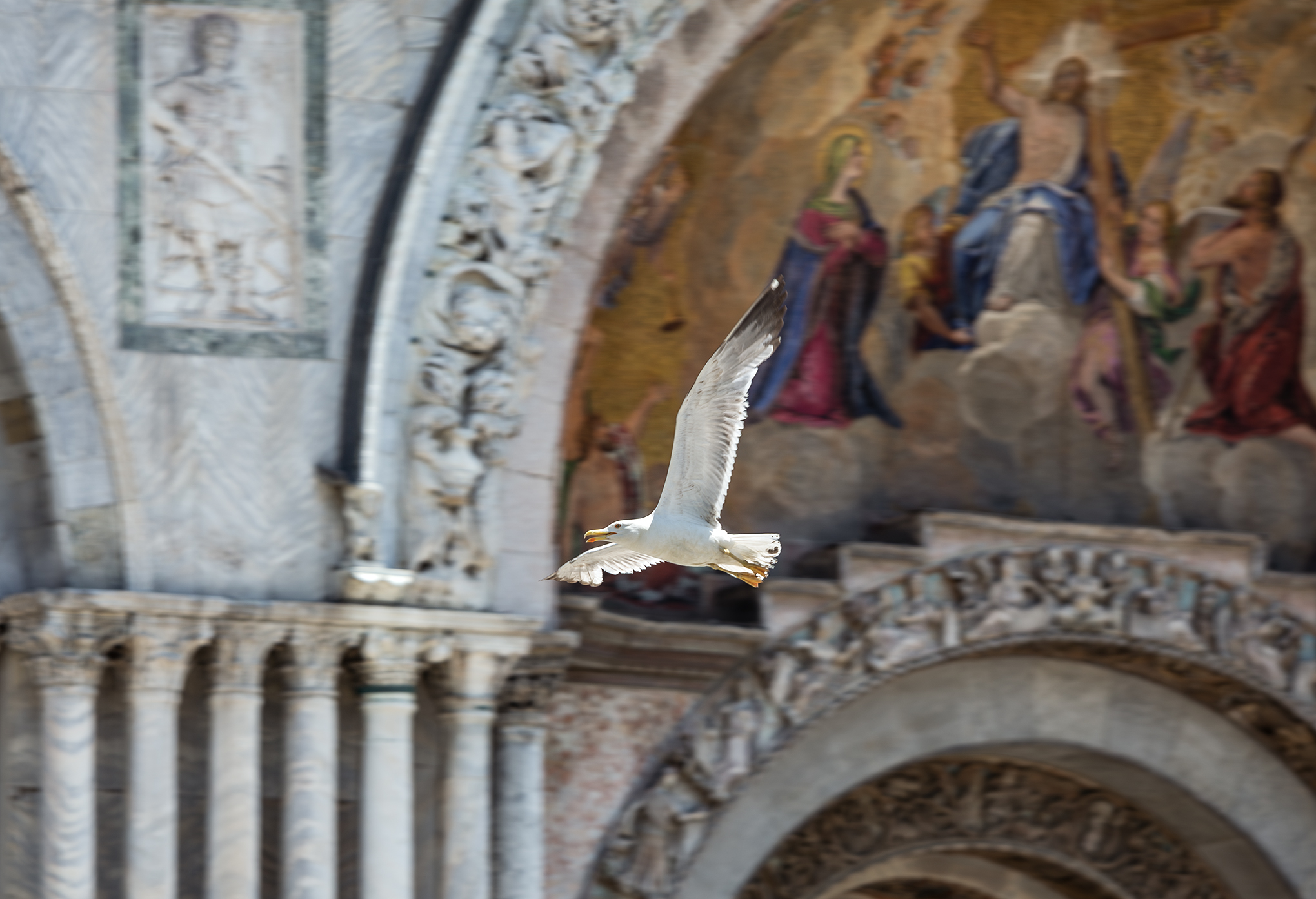 Volo in Piazza San Marco