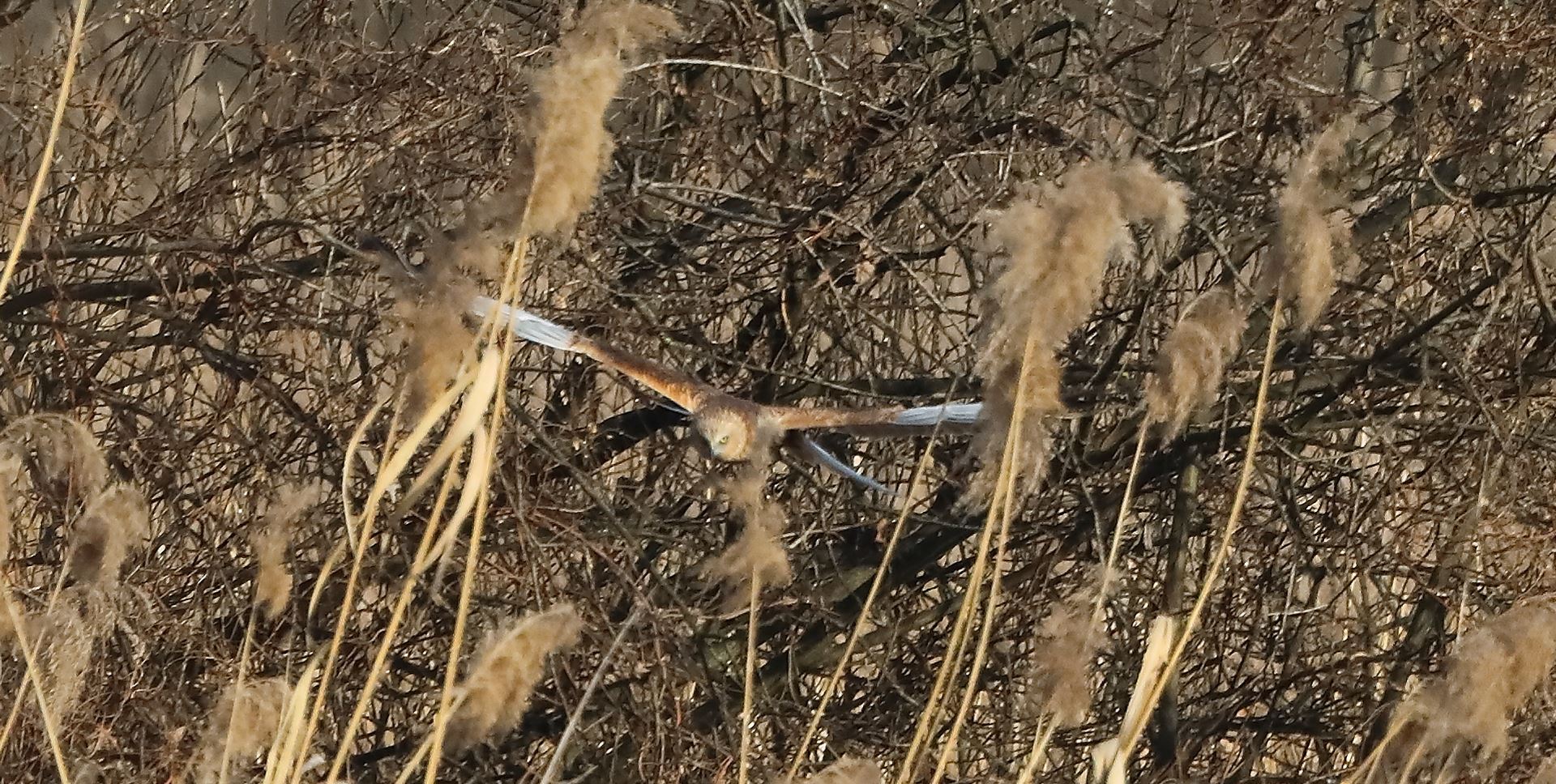 Falco di palude 03-02-2023