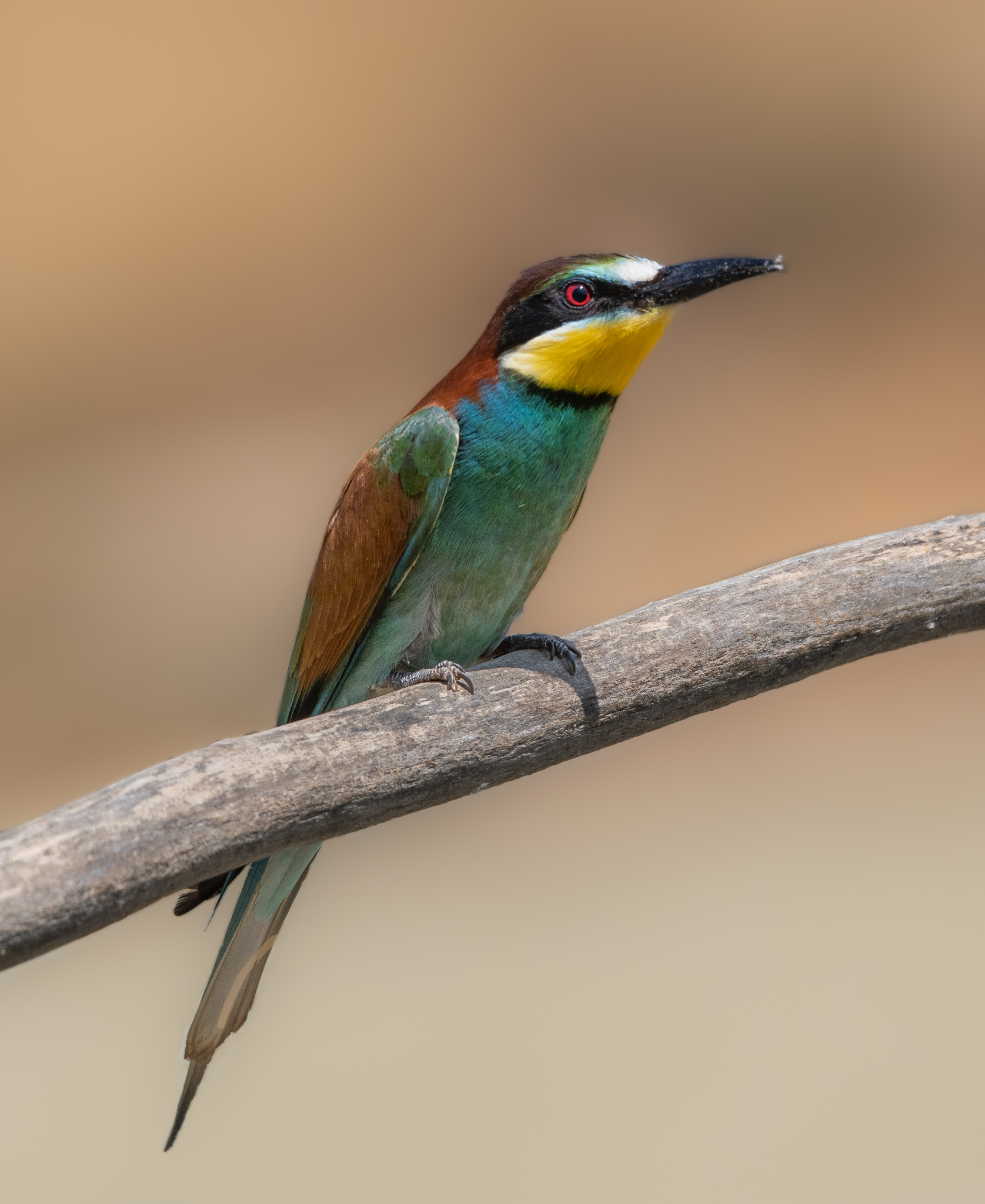 Gruccione, uccello inconfondibile