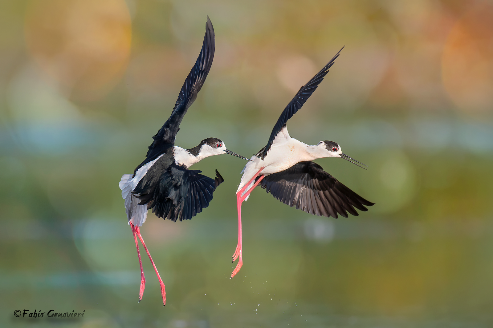 Synchronous Knights of Italy