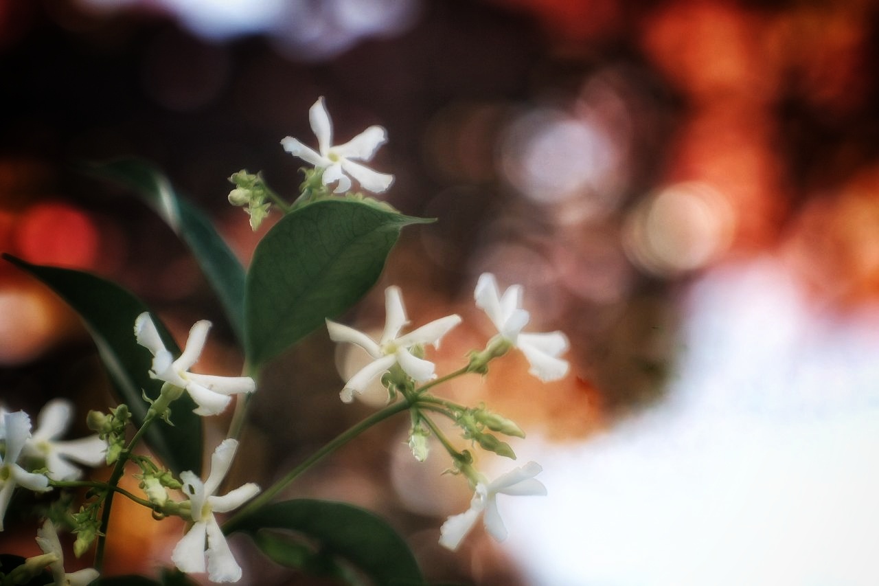 Lightcolour