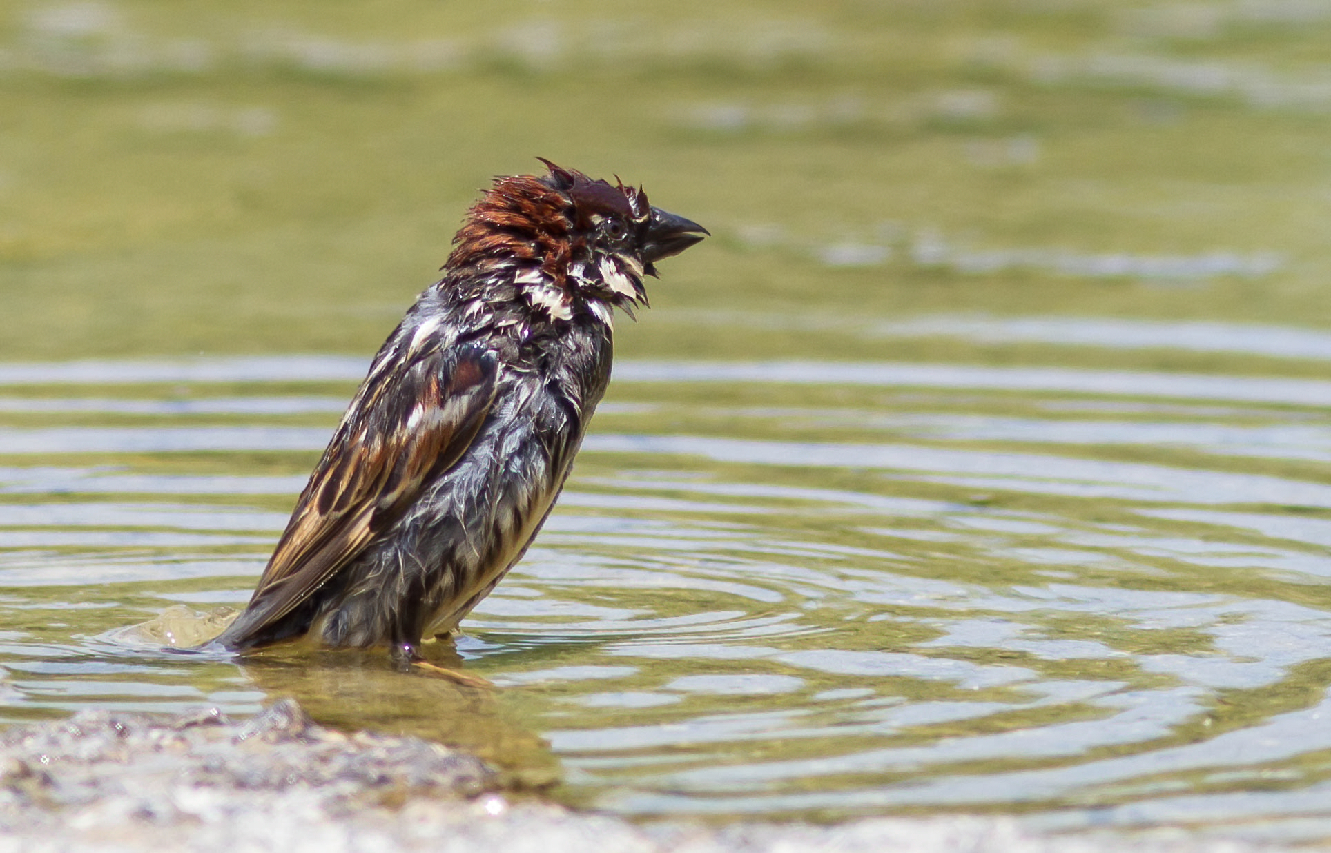 Bath, an indispensable ritual