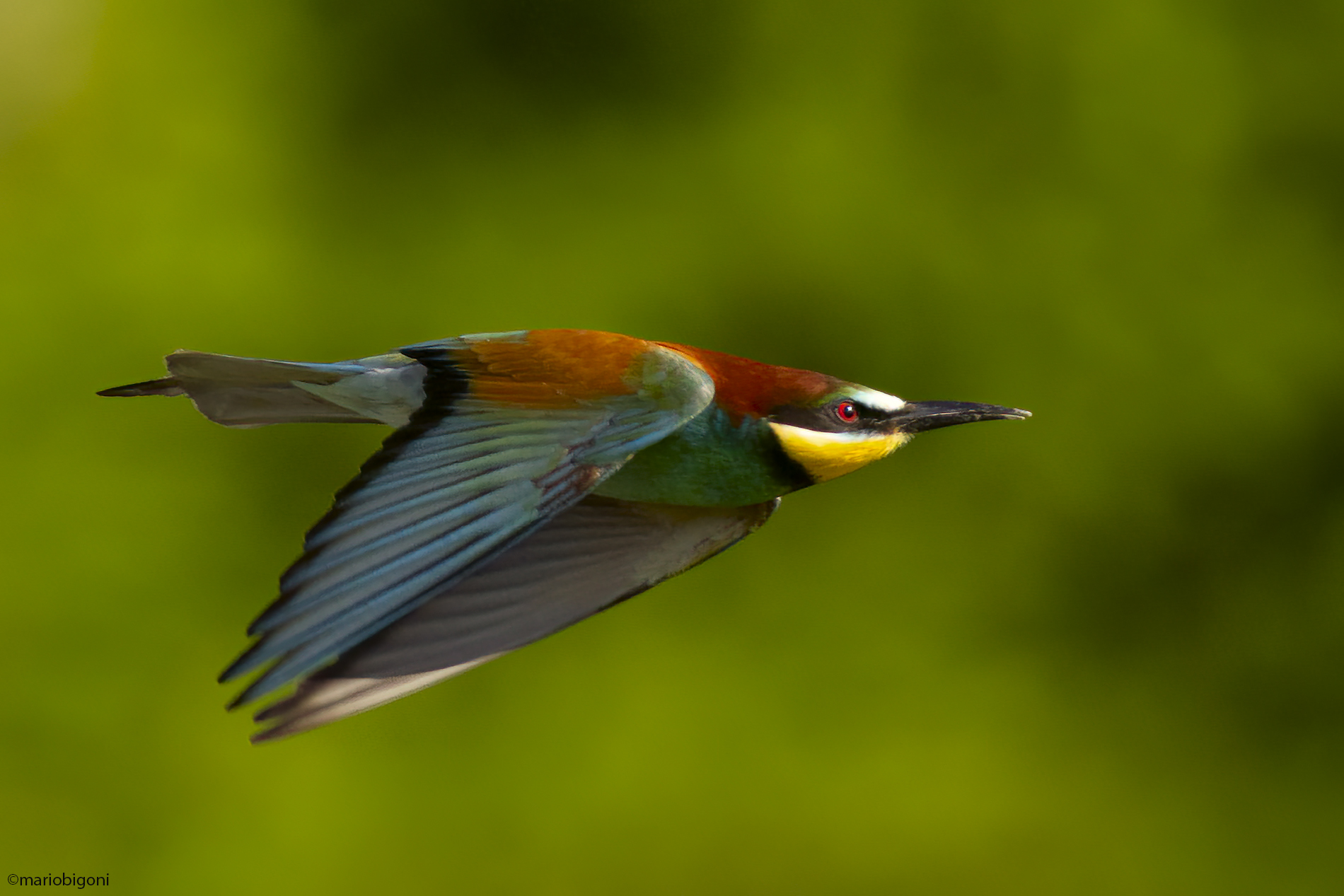 Bee-eater