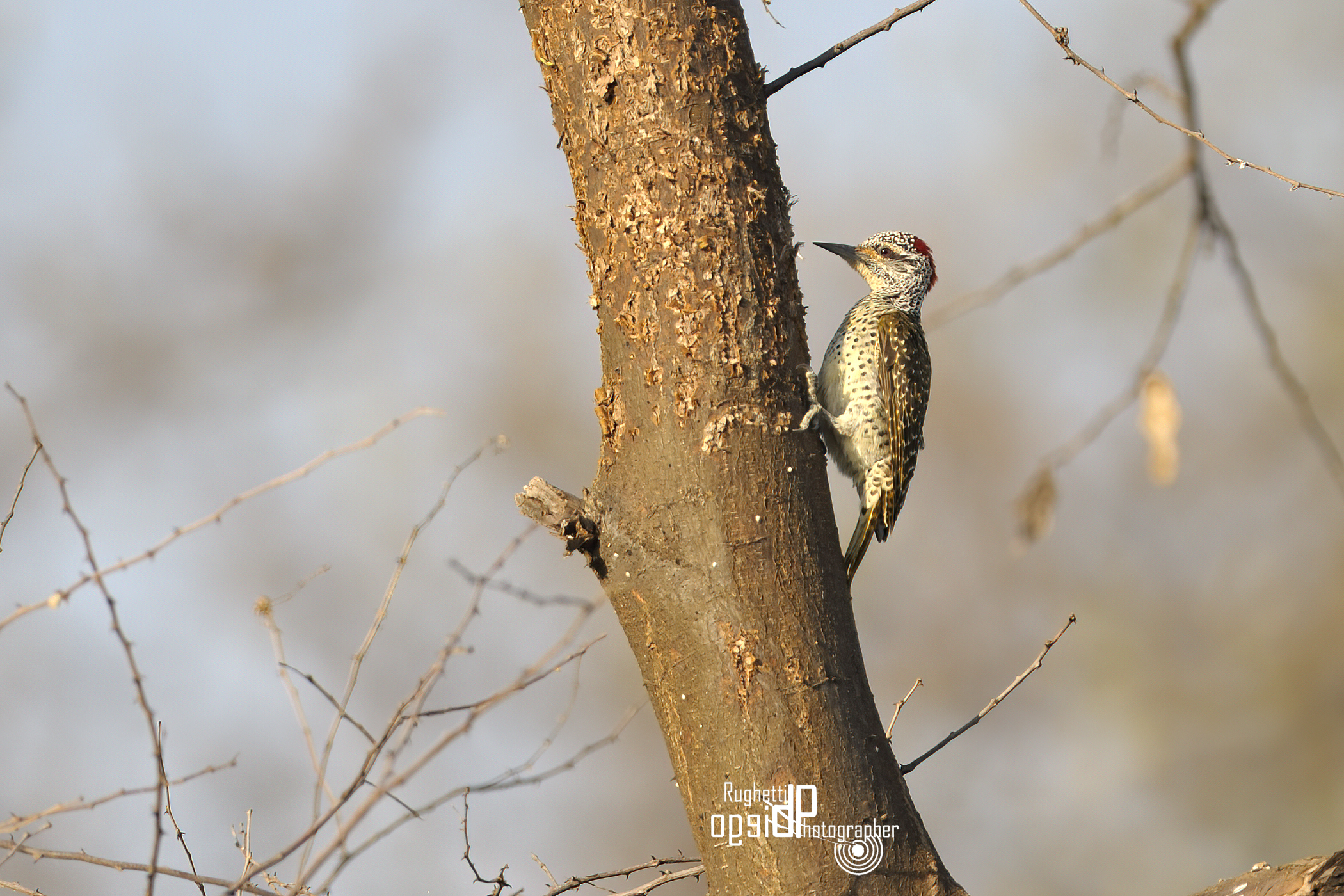 Nubian woodpecker