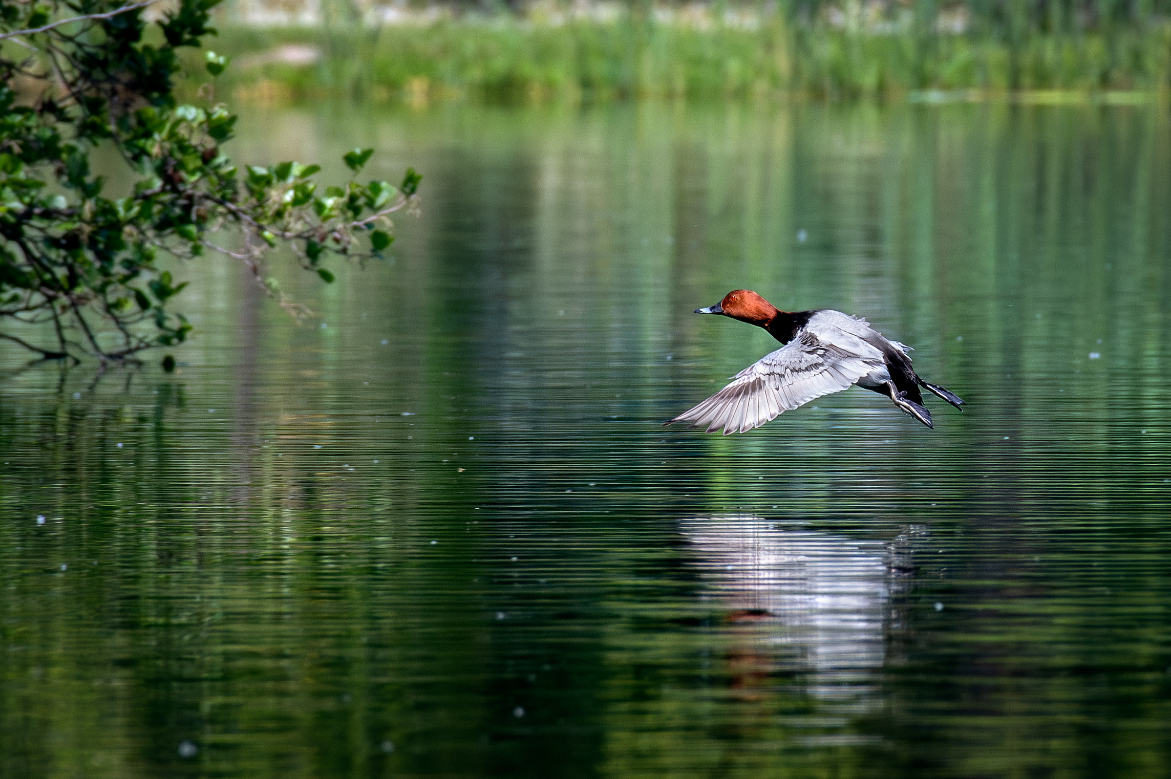 Pochards in flight