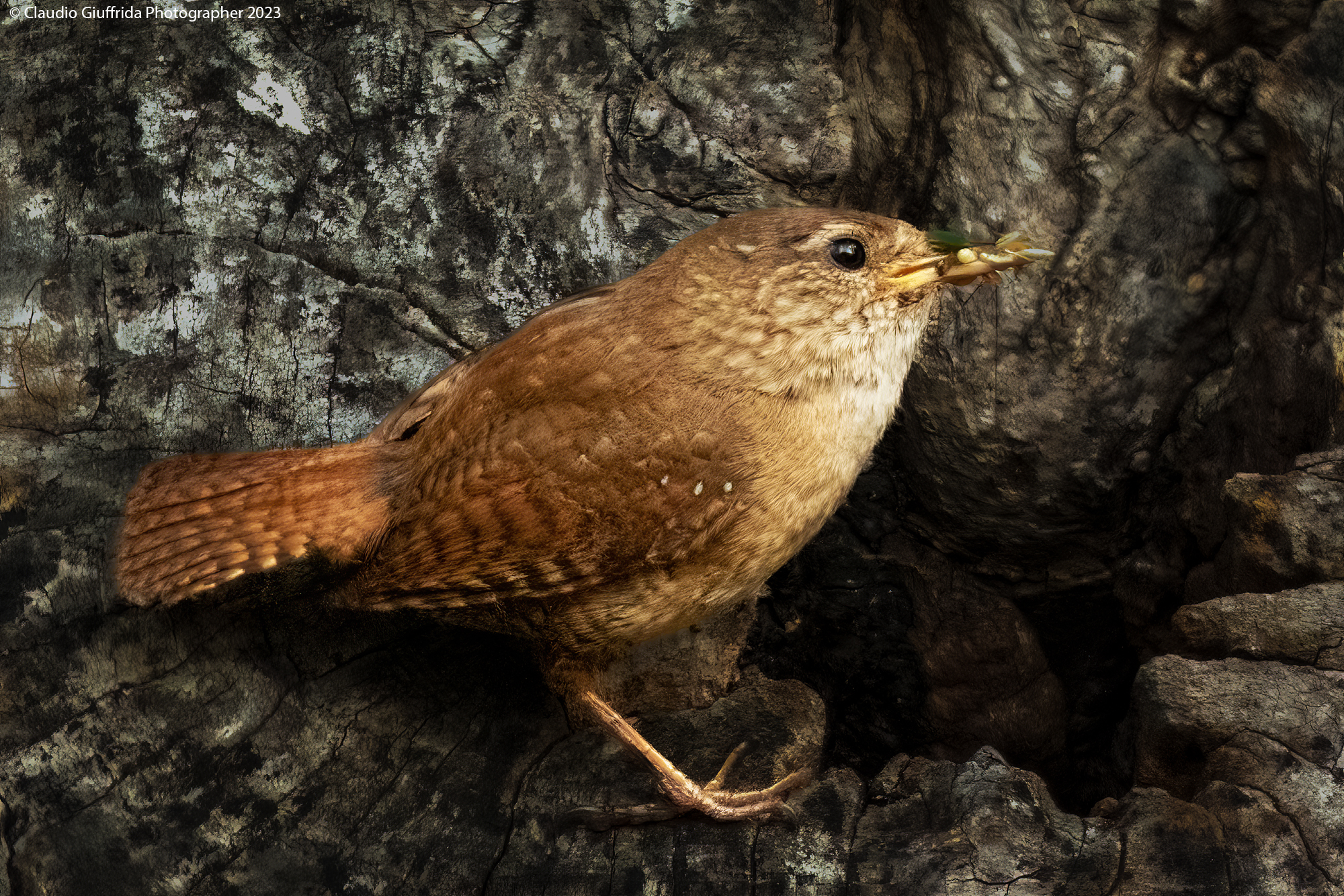 Troglodytes troglodytes