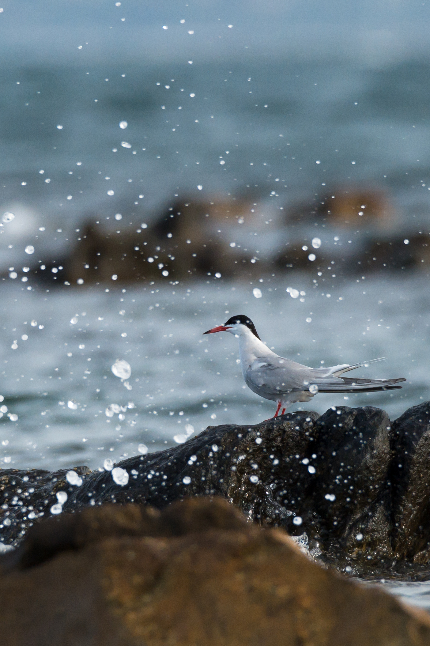 Common tern