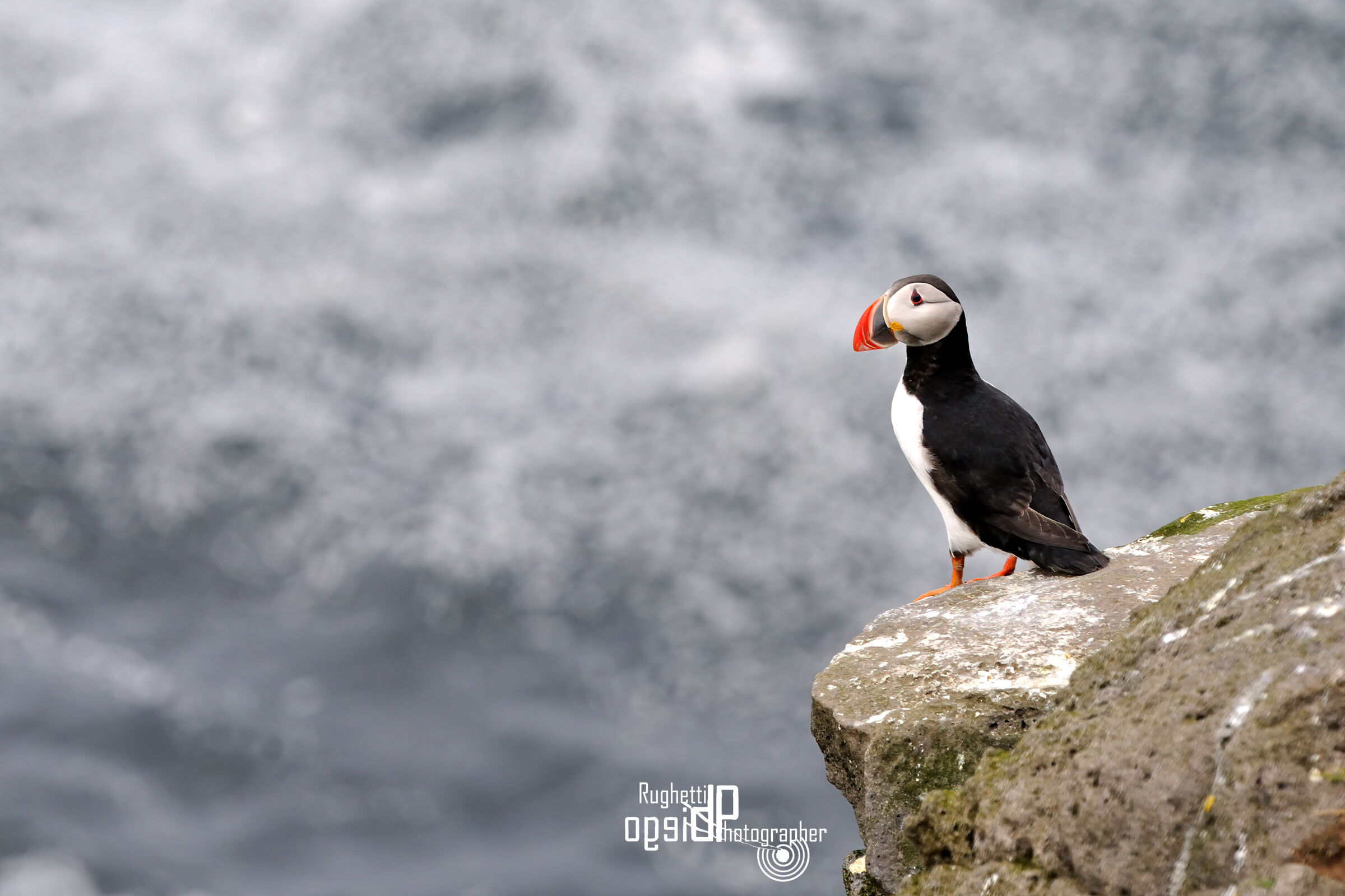 Puffin