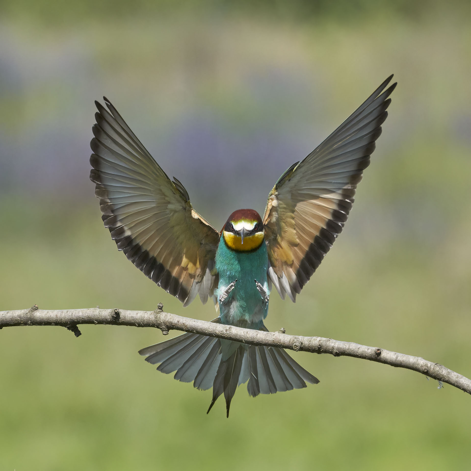 WS bee-eaters at Parco dello Scrivia with Bruno De Faveri