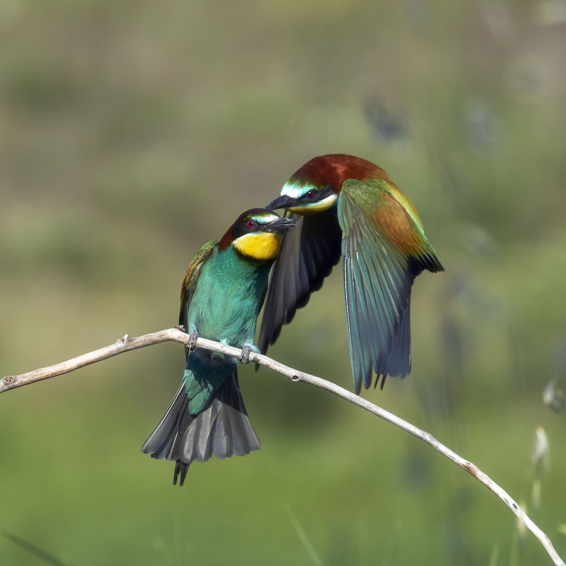 WS bee-eaters at Parco dello Scrivia with Bruno De Faveri
