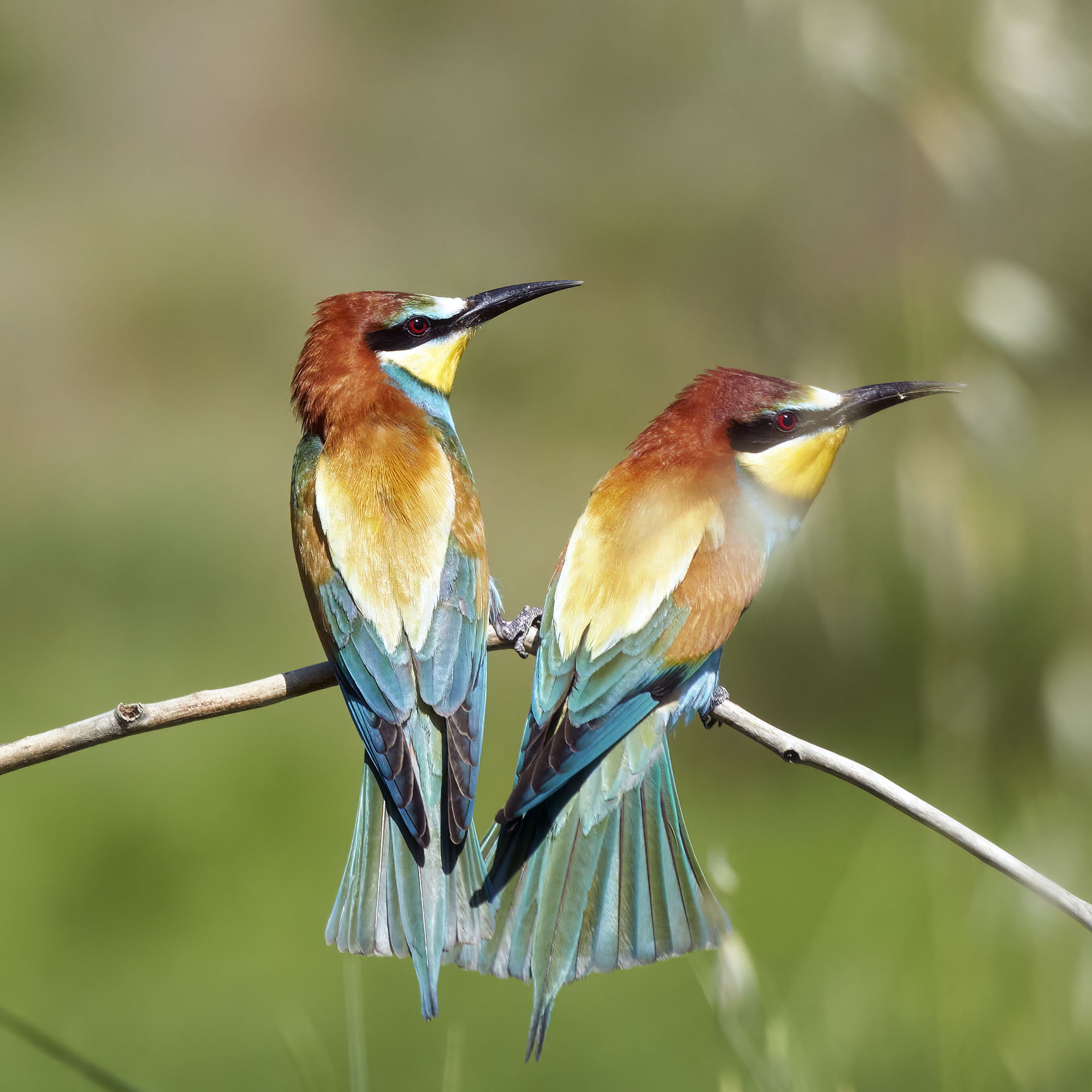 WS bee-eaters at Parco dello Scrivia with Bruno De Faveri